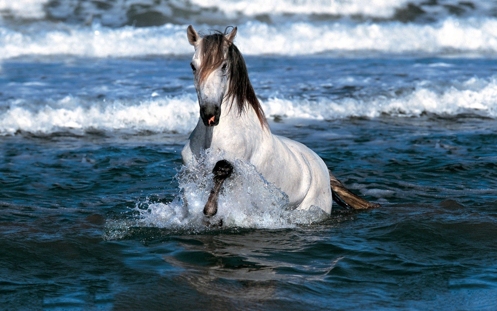 Free download wallpaper Water, Animals, Sea, Bounce, Jump, Horse on your PC desktop