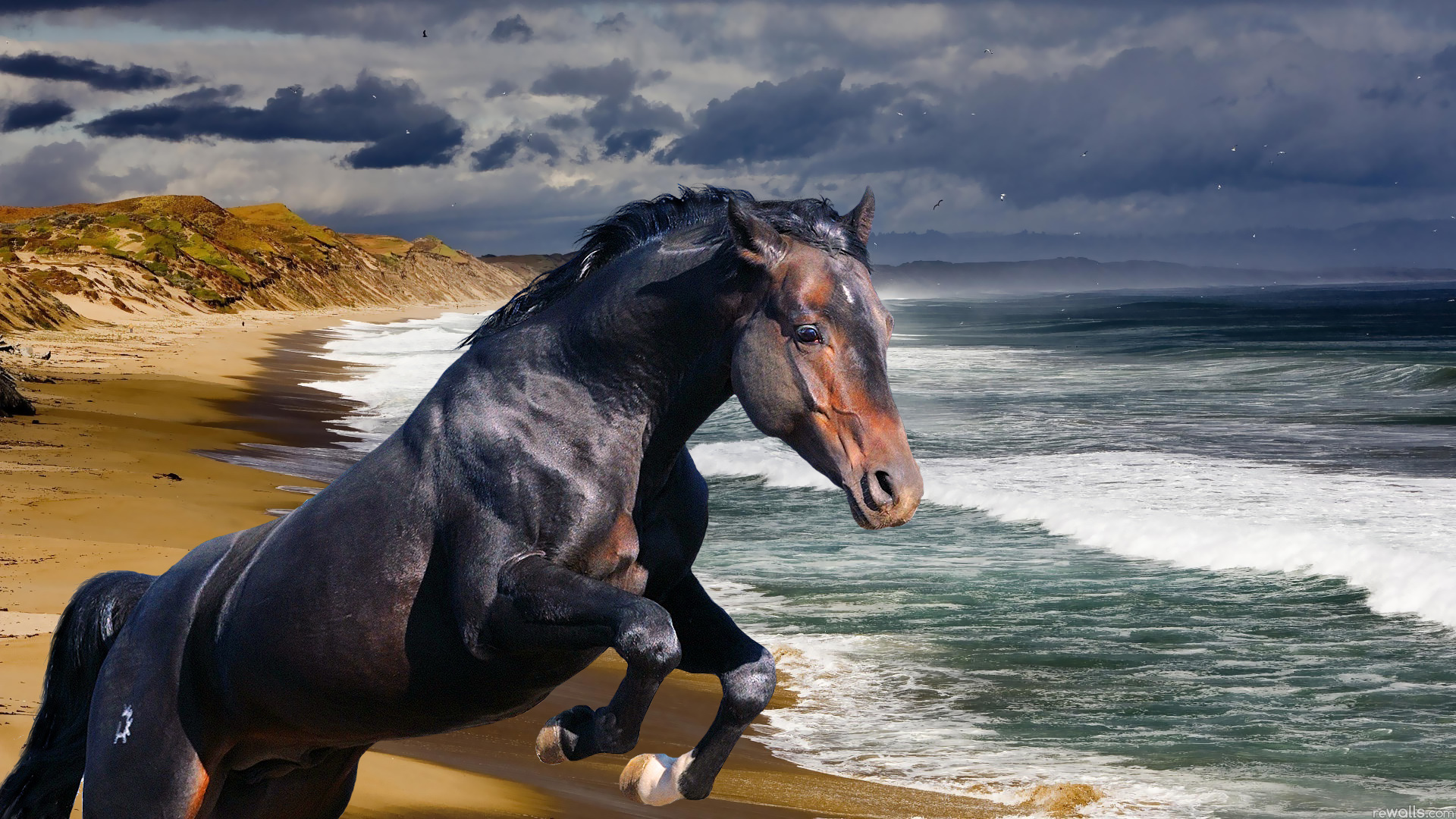Скачать картинку Лошадь, Волна, Море, Пляж, Животные, Океан в телефон бесплатно.