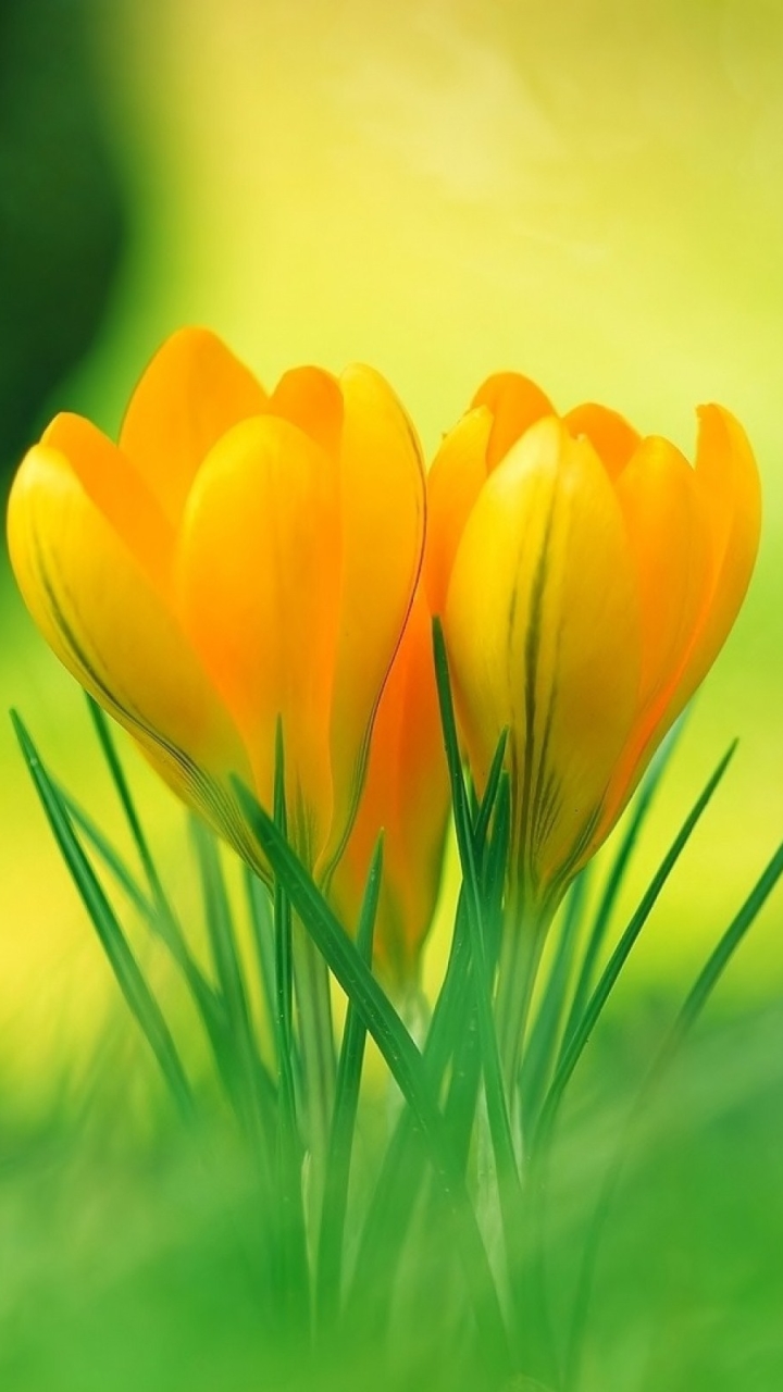 Download mobile wallpaper Flowers, Earth, Pastel, Crocus for free.
