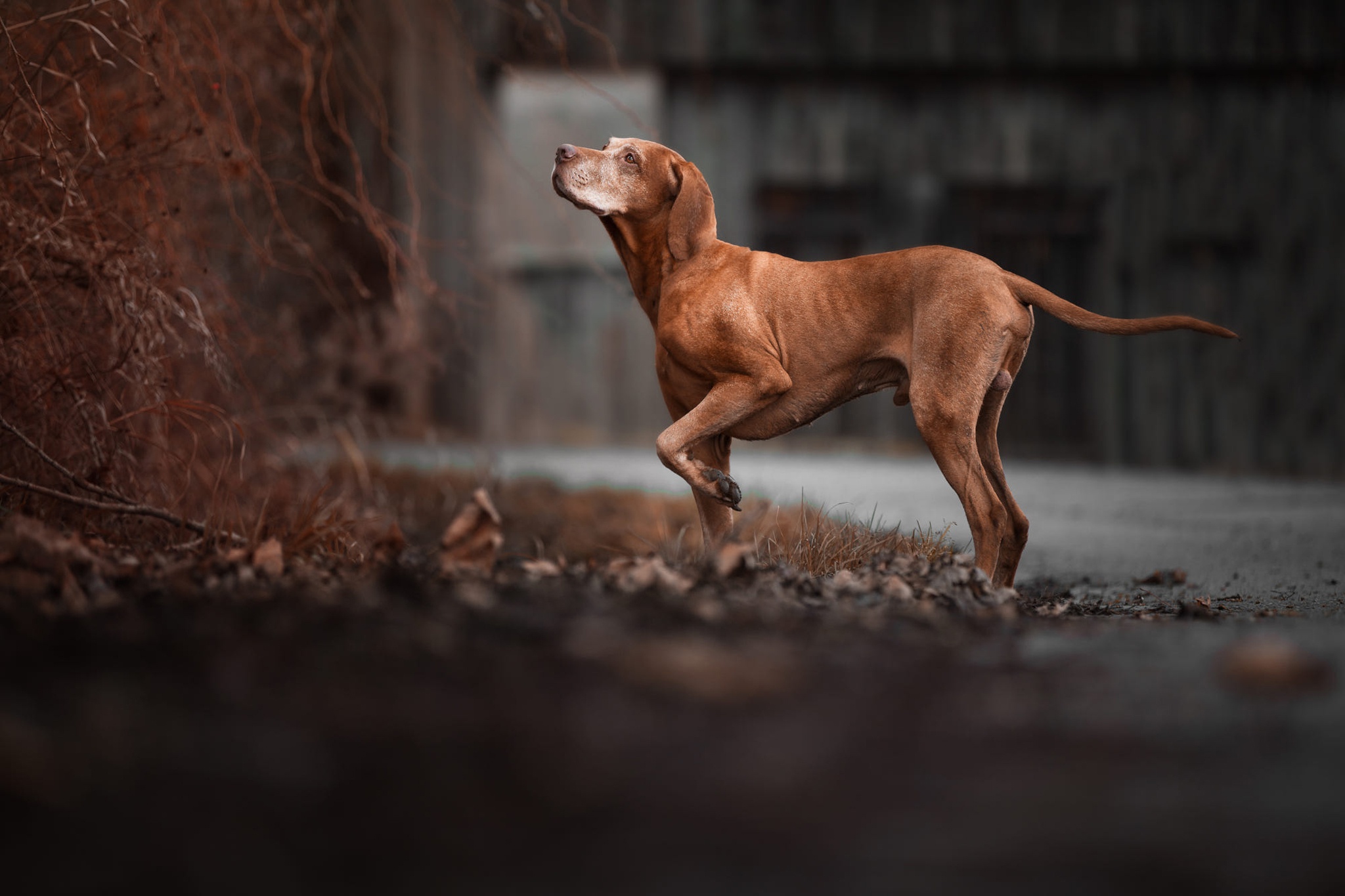 Download mobile wallpaper Dogs, Dog, Animal, Weimaraner, Depth Of Field for free.