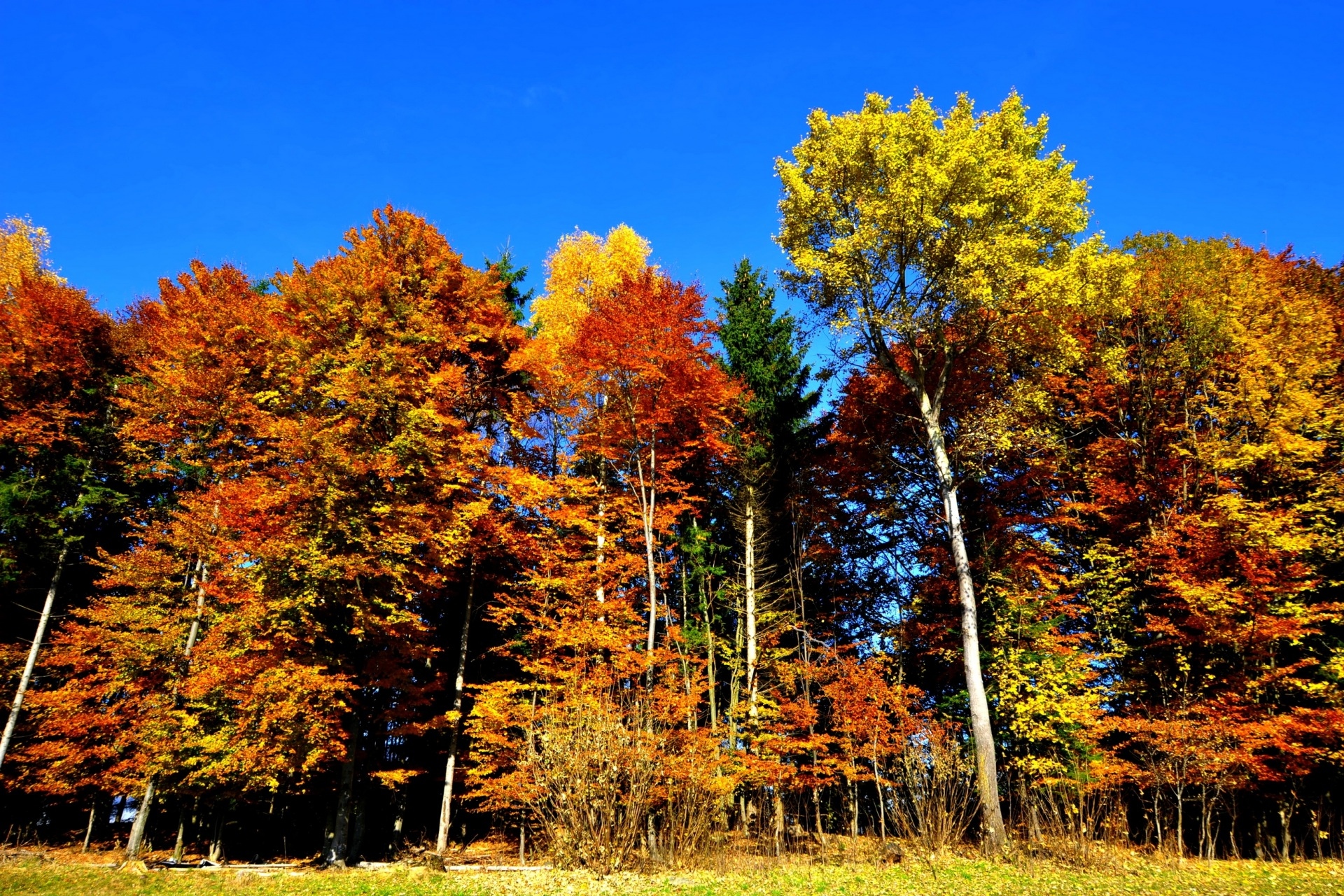 Téléchargez des papiers peints mobile Automne, Forêt, Arbre, La Nature, Terre/nature gratuitement.