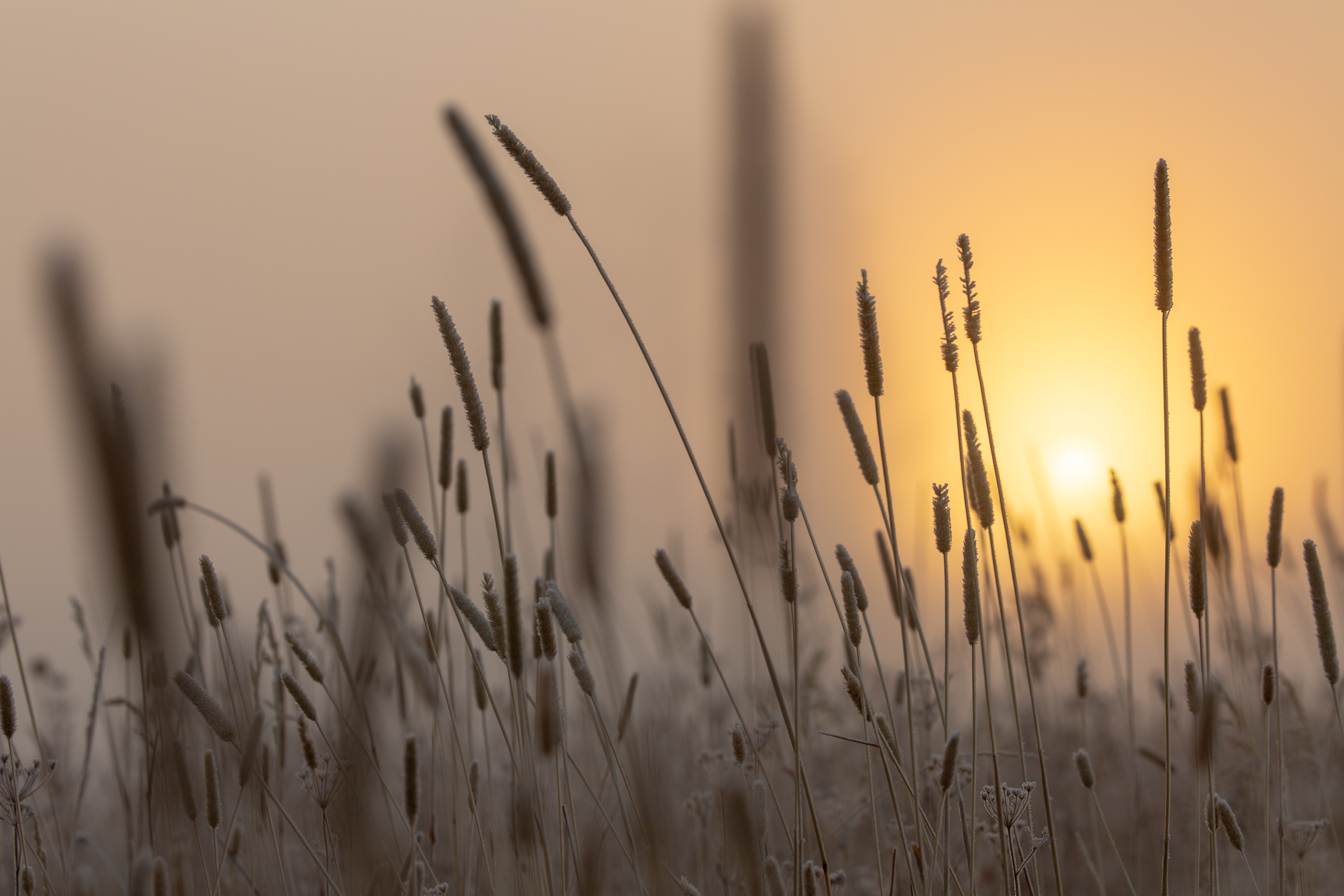 grass, nature, sun, dawn, ear Free Stock Photo