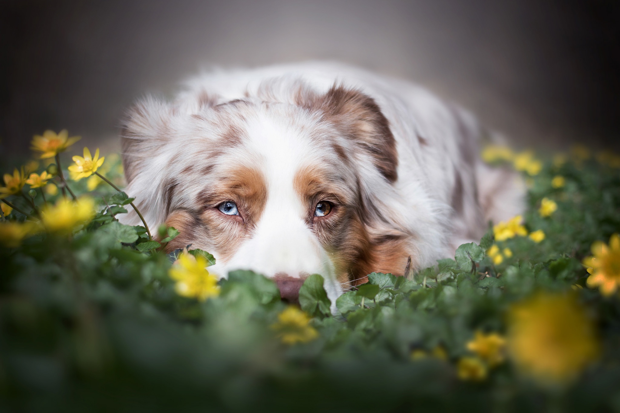 Download mobile wallpaper Dogs, Dog, Animal, Australian Shepherd for free.