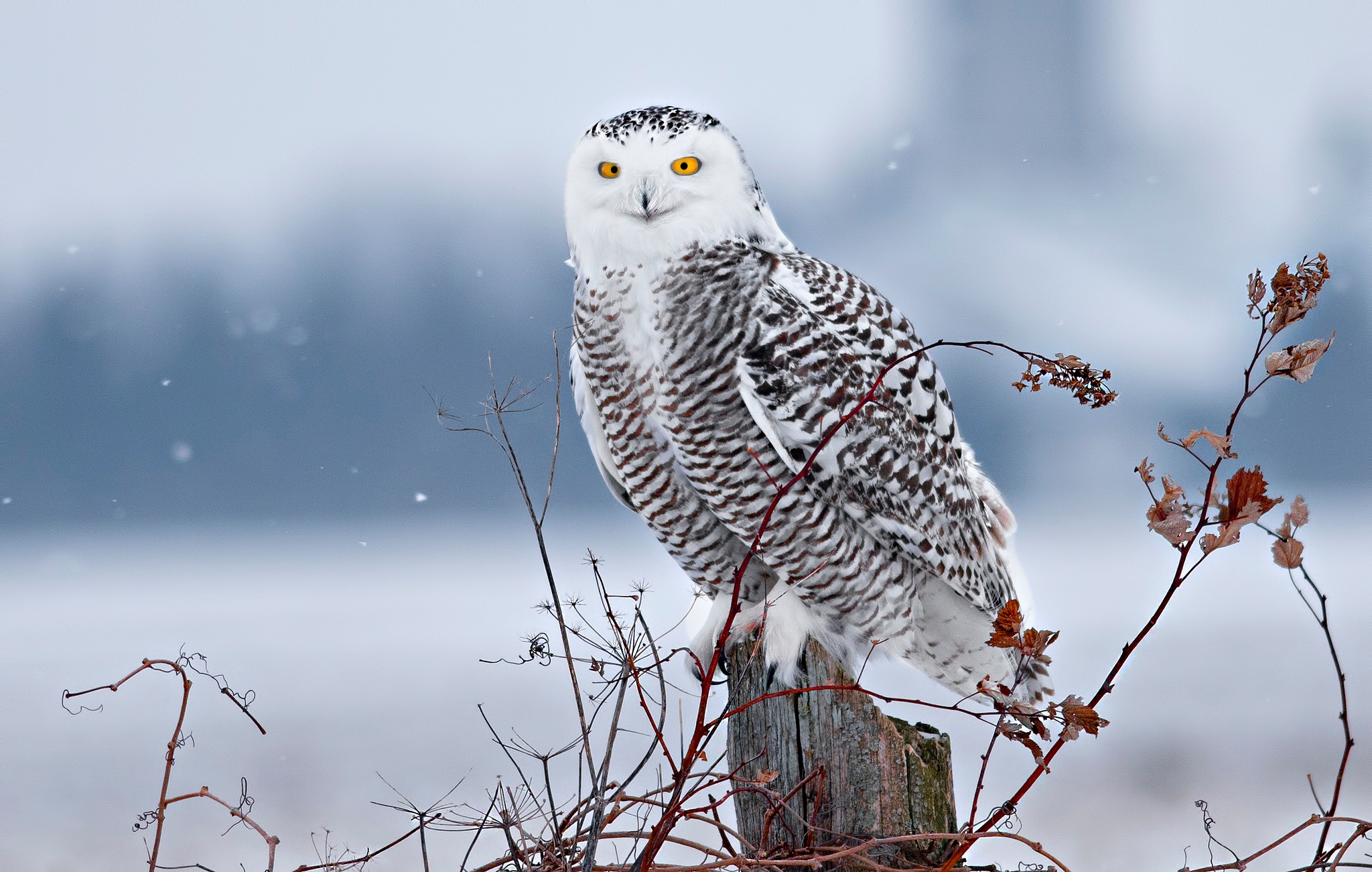 Laden Sie das Tiere, Vögel, Eule, Vogel, Schnee Eule-Bild kostenlos auf Ihren PC-Desktop herunter