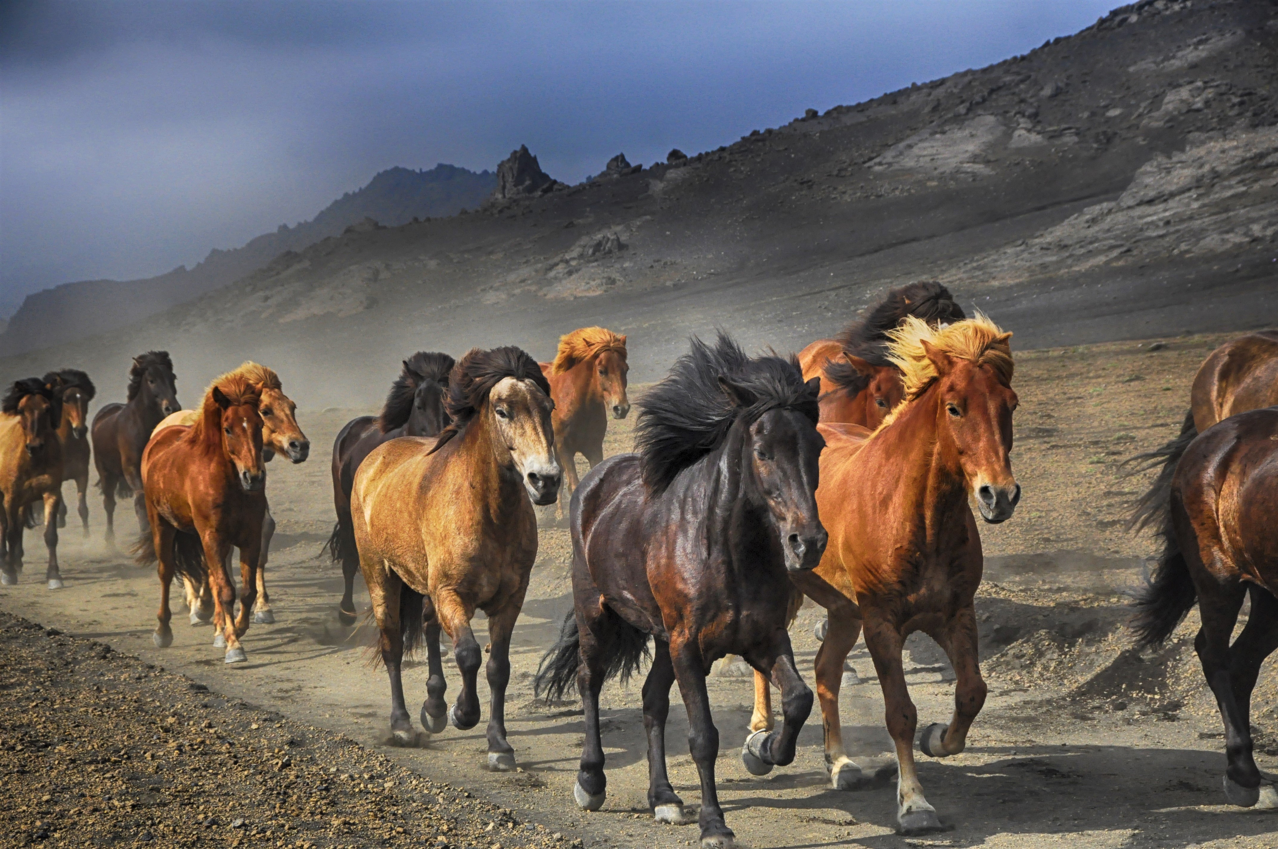 879070壁紙のダウンロード動物, 馬, 群れ-スクリーンセーバーと写真を無料で