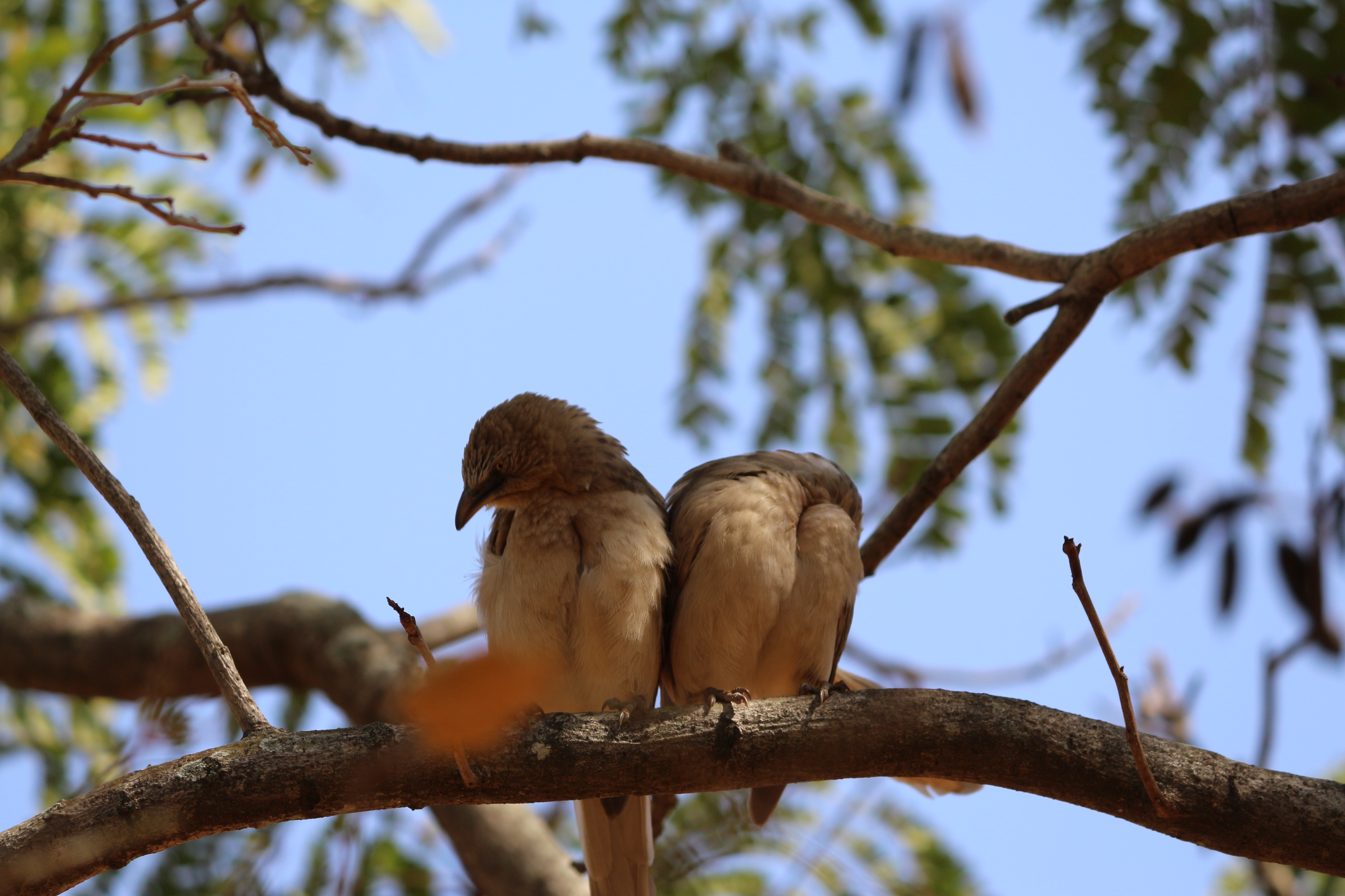 Baixar papel de parede para celular de Animais, Aves, Pássaro gratuito.