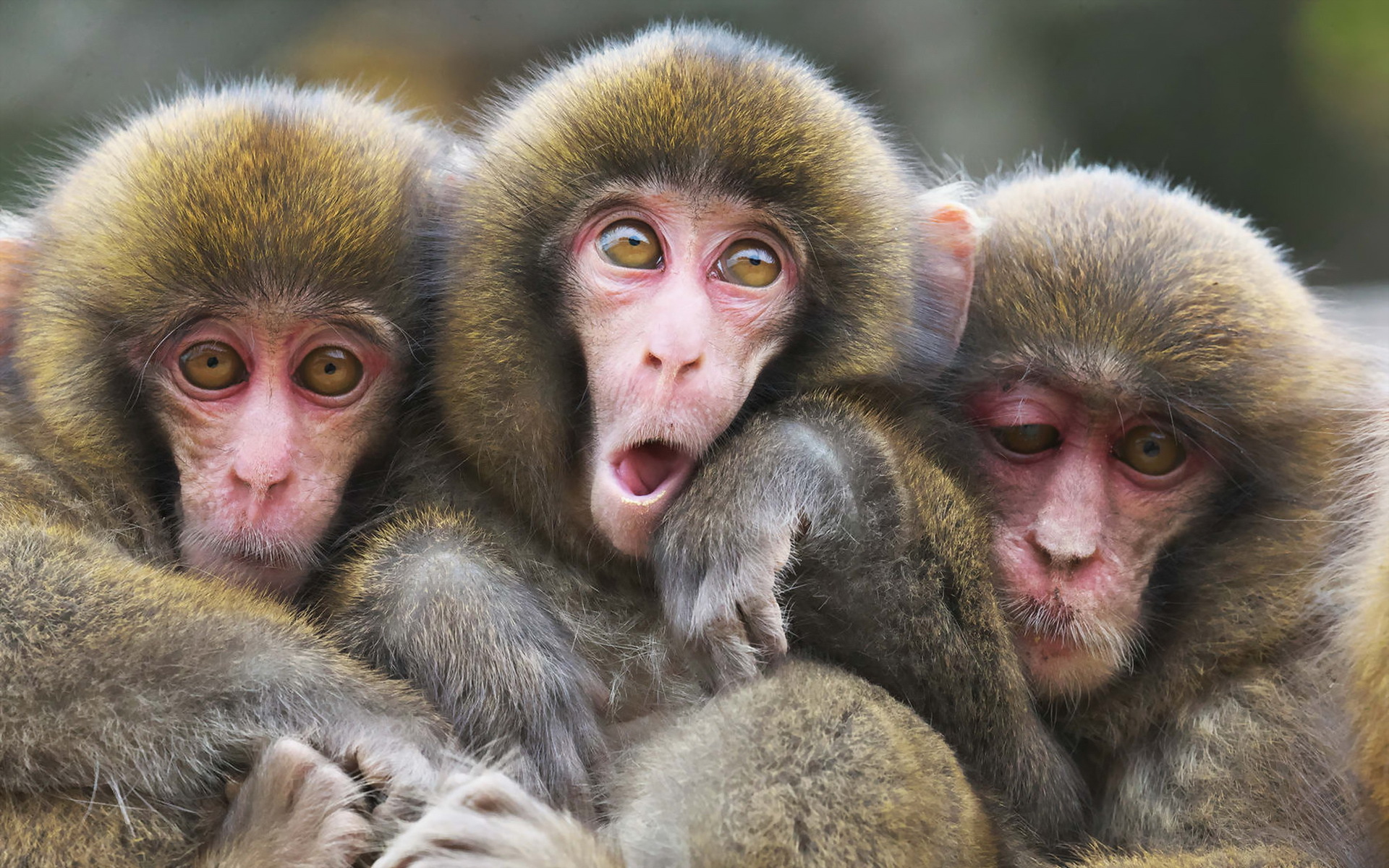 Téléchargez des papiers peints mobile Animaux, Singes, Macaque Japonais gratuitement.
