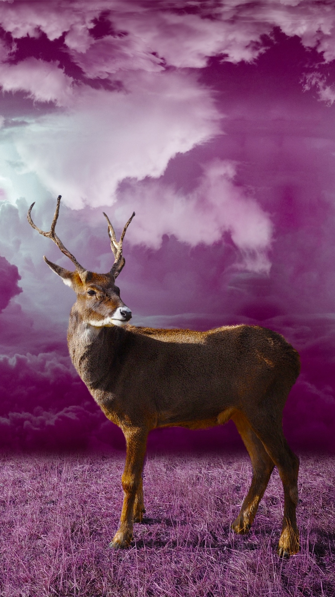Download mobile wallpaper Animal, Purple, Deer, Cloud, Reindeer for free.