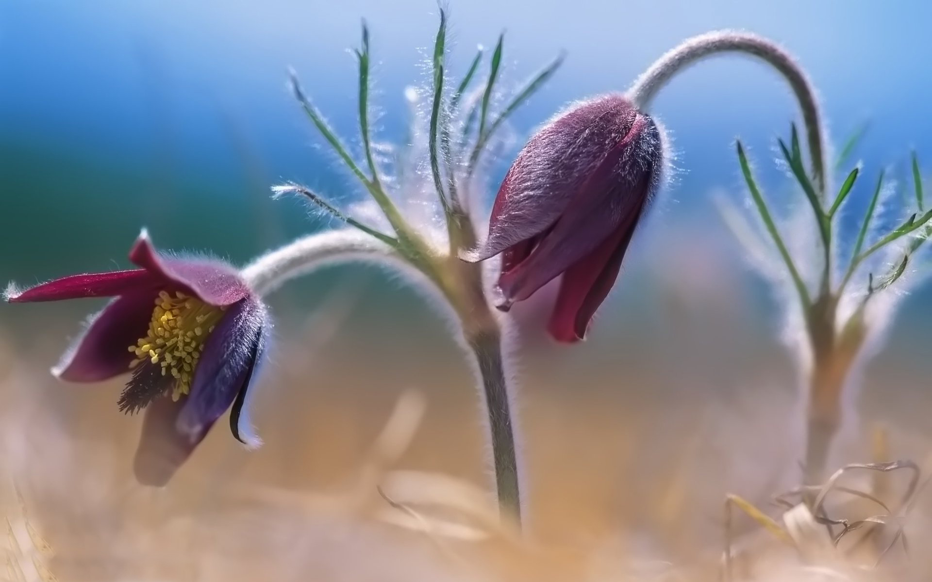 Handy-Wallpaper Blumen, Blume, Erde/natur kostenlos herunterladen.