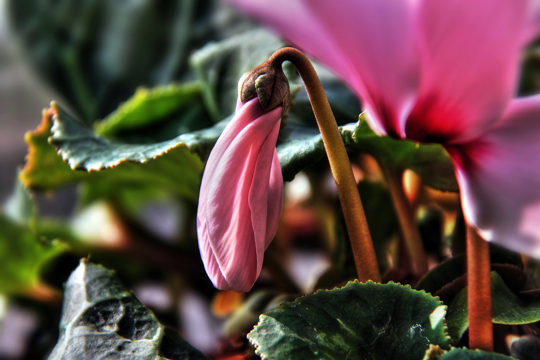 Téléchargez gratuitement l'image Fleurs, Fleur, Terre/nature sur le bureau de votre PC