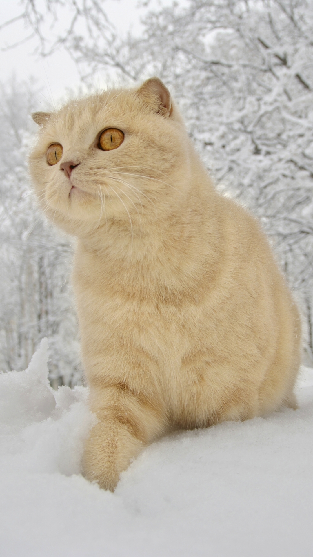 Descarga gratuita de fondo de pantalla para móvil de Animales, Invierno, Gatos, Nieve, Gato.