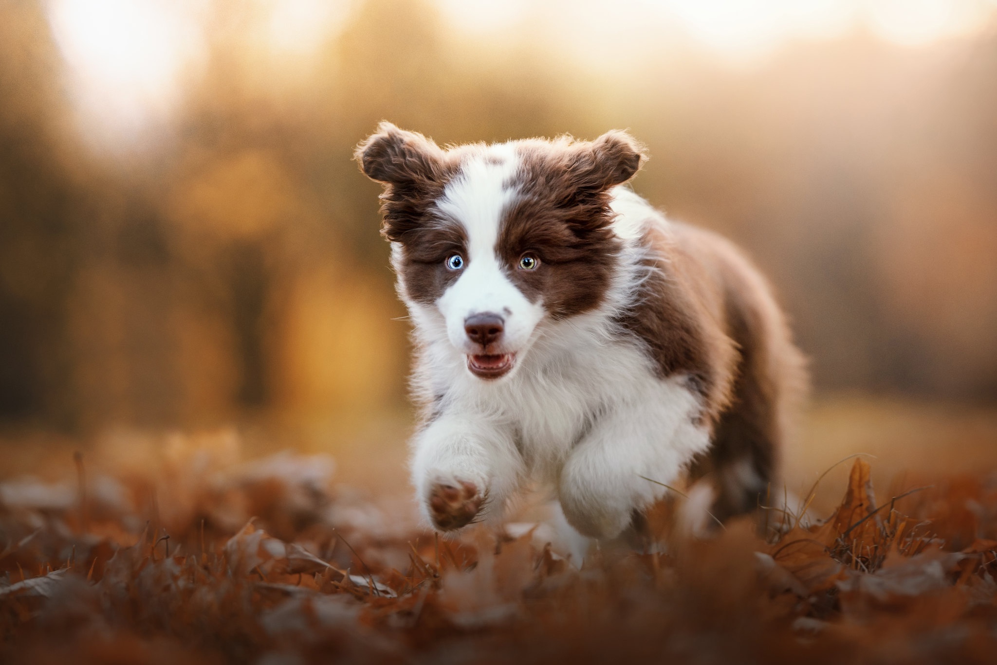 Handy-Wallpaper Tiere, Hunde, Welpen, Border Collie, Tierbaby kostenlos herunterladen.