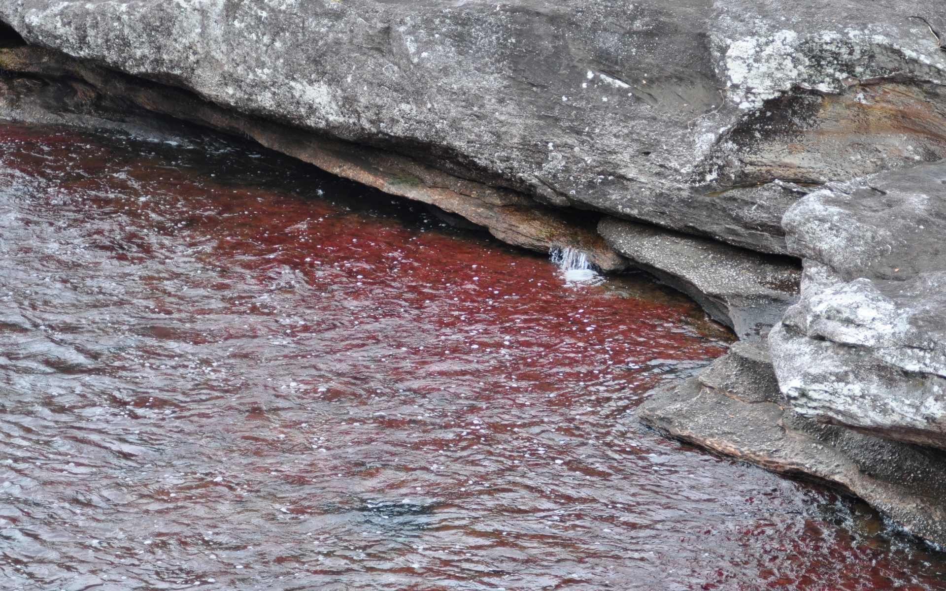 641142 Bild herunterladen erde/natur, caño cristales - Hintergrundbilder und Bildschirmschoner kostenlos