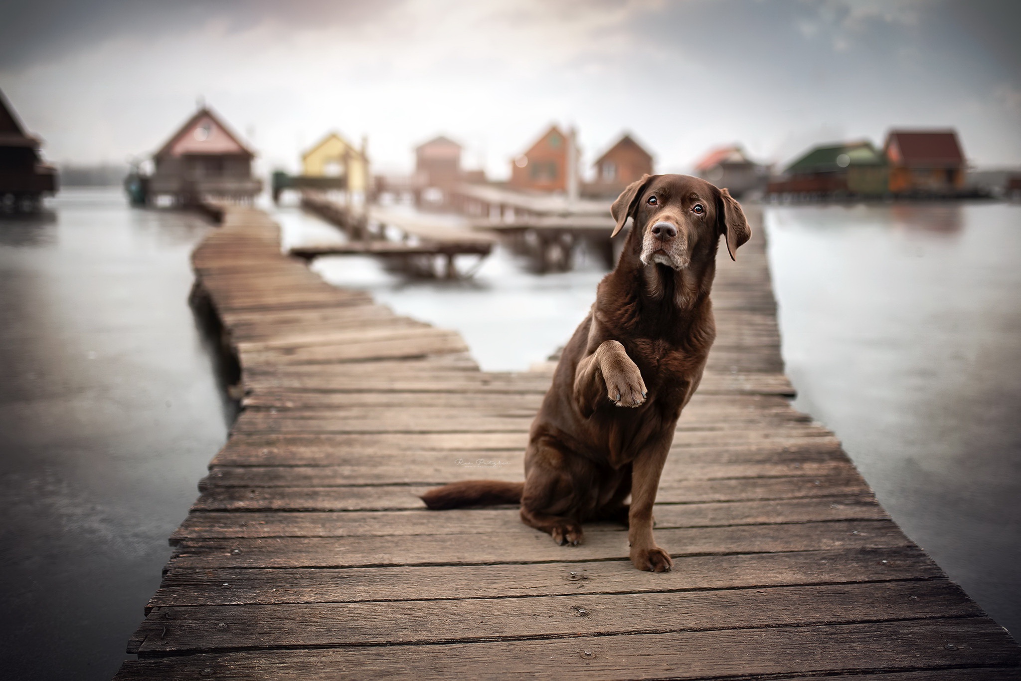 Download mobile wallpaper Dogs, Dog, Animal, Depth Of Field for free.