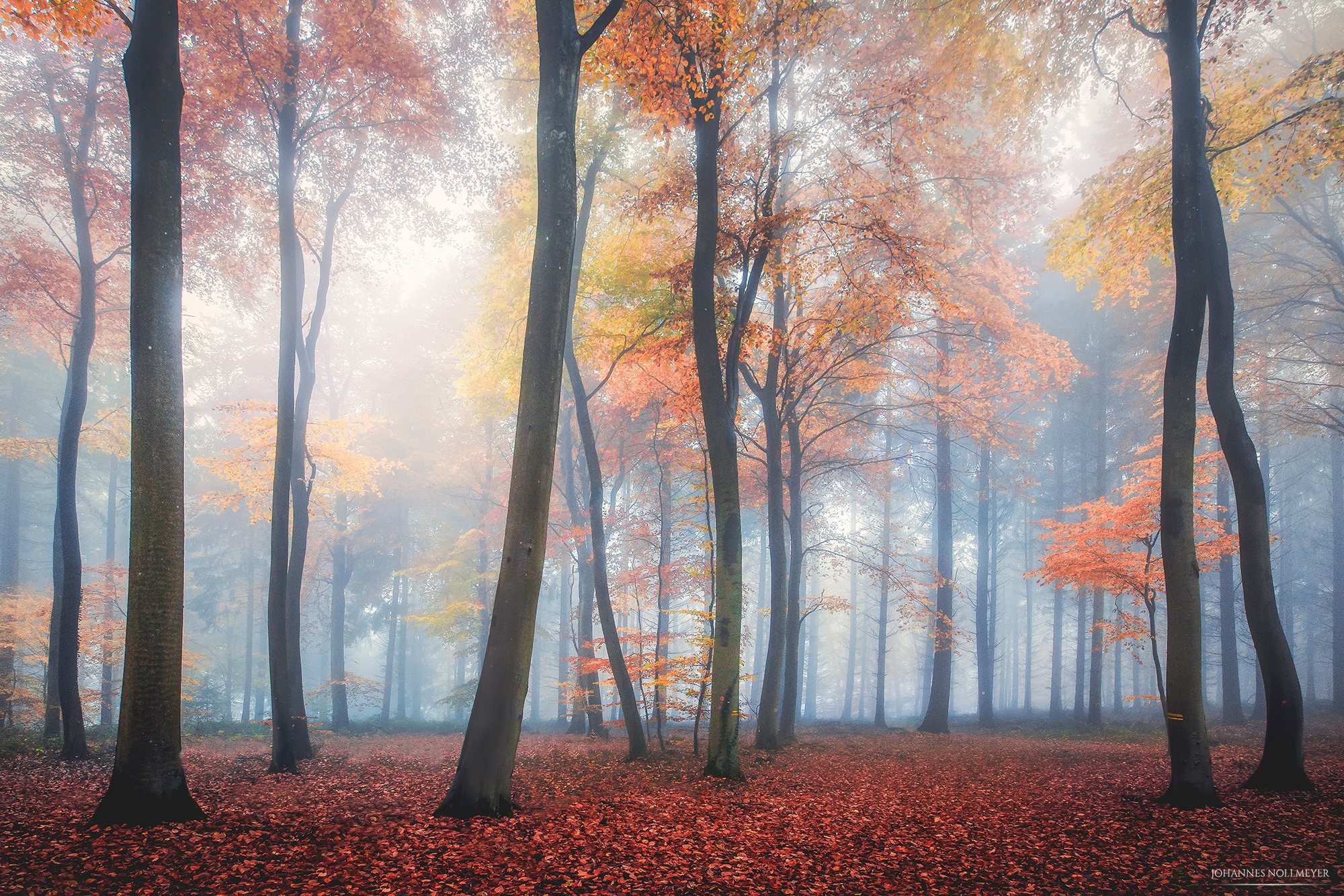Download mobile wallpaper Nature, Forest, Tree, Fog, Fall, Earth for free.