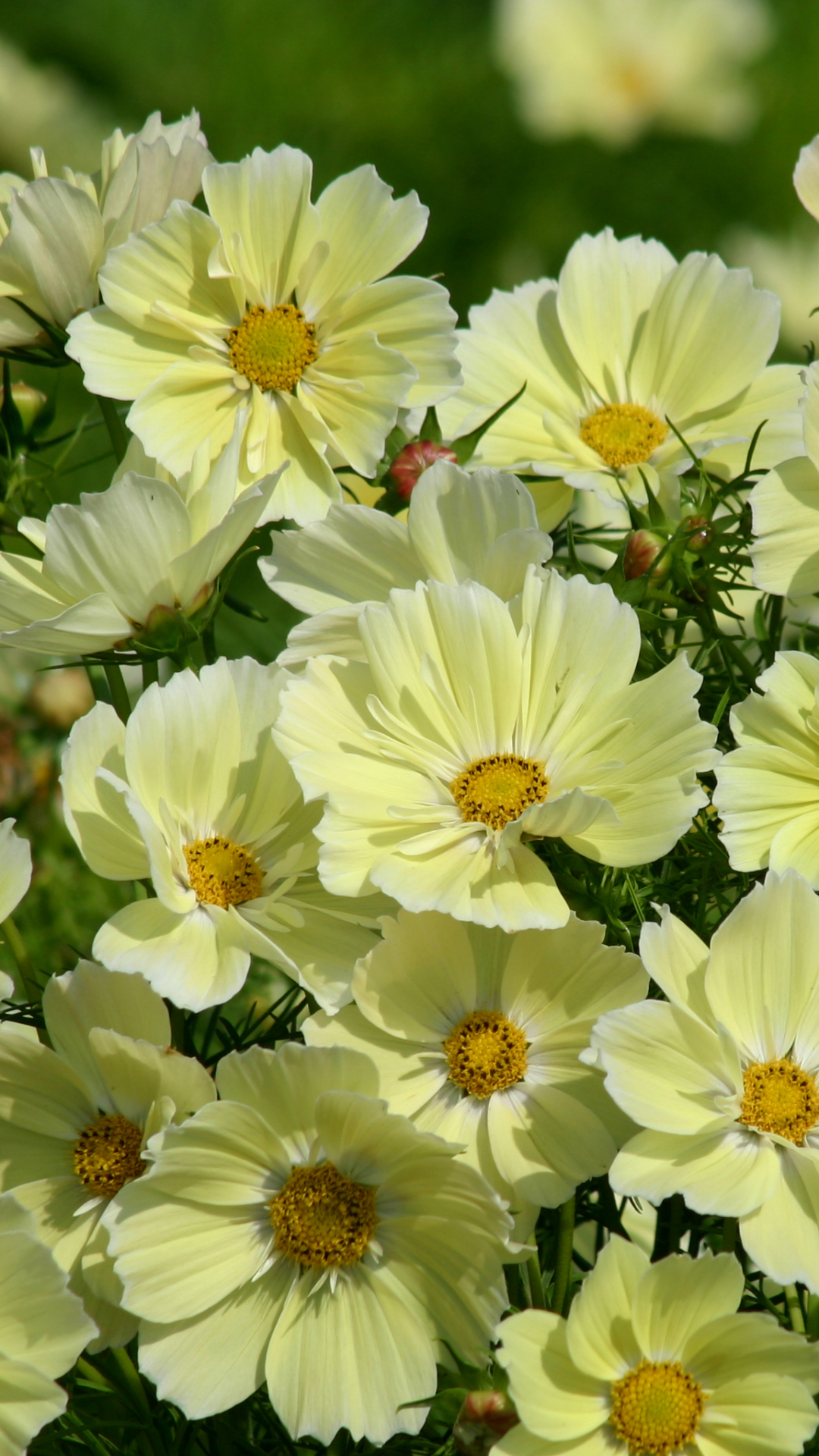 Download mobile wallpaper Flowers, Flower, Close Up, Earth, Cosmos, White Flower for free.