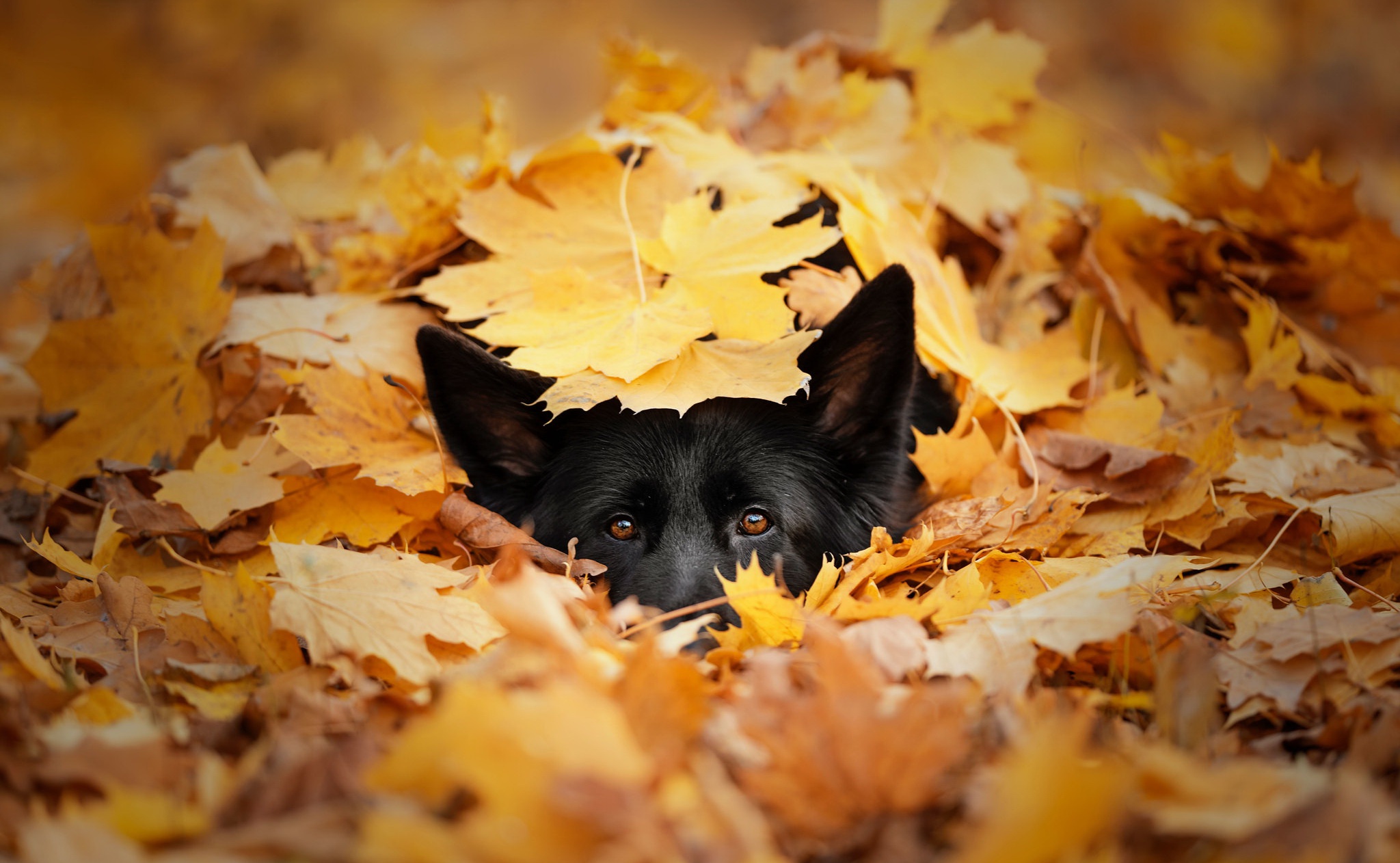 Download mobile wallpaper Dogs, Dog, Leaf, Animal, Stare for free.