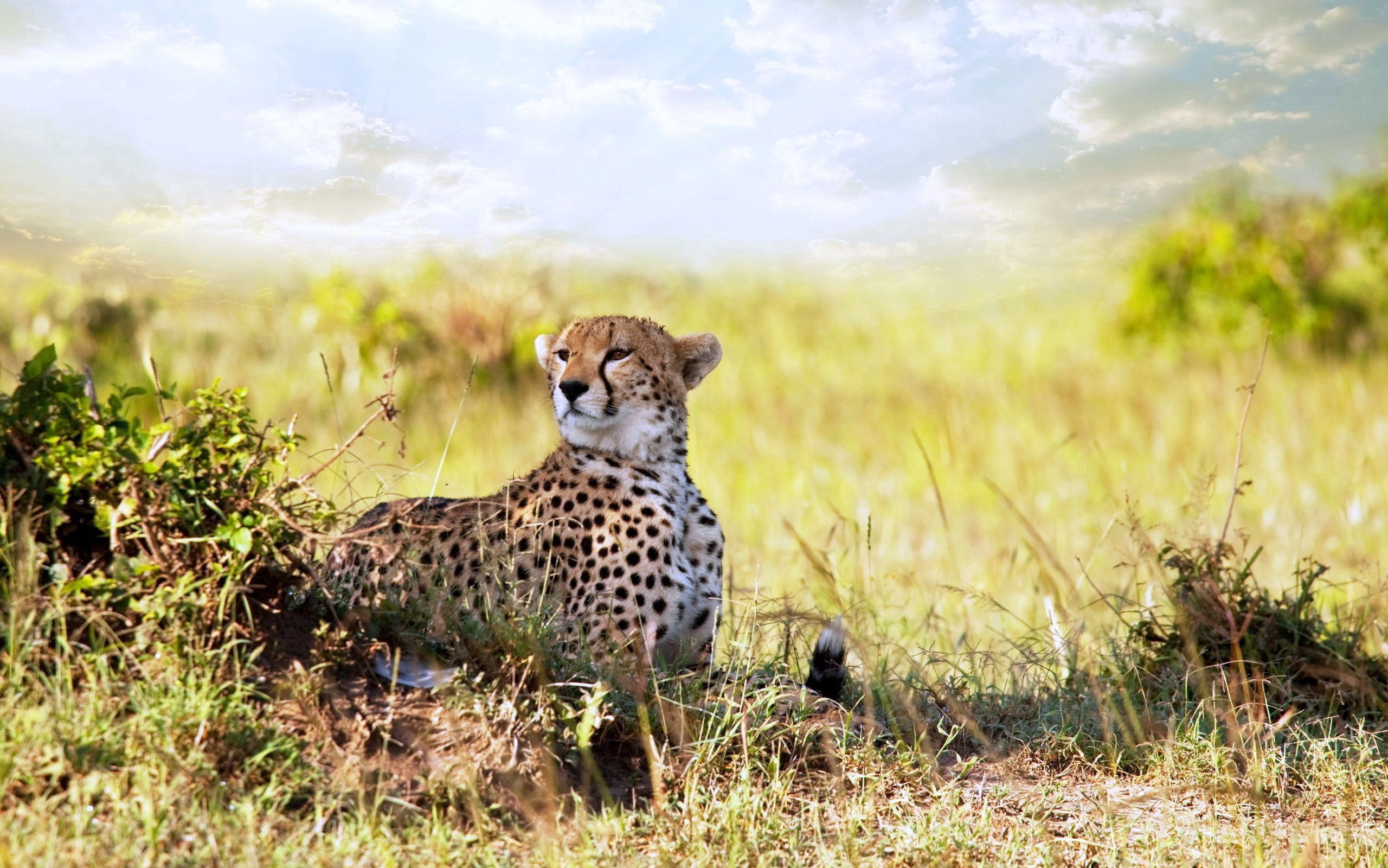 cheetah, animals, grass, to lie down, lie, predator