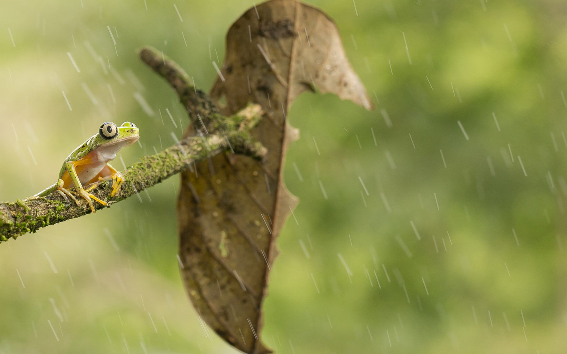 PCデスクトップに動物, 葉, 雨, カエル画像を無料でダウンロード
