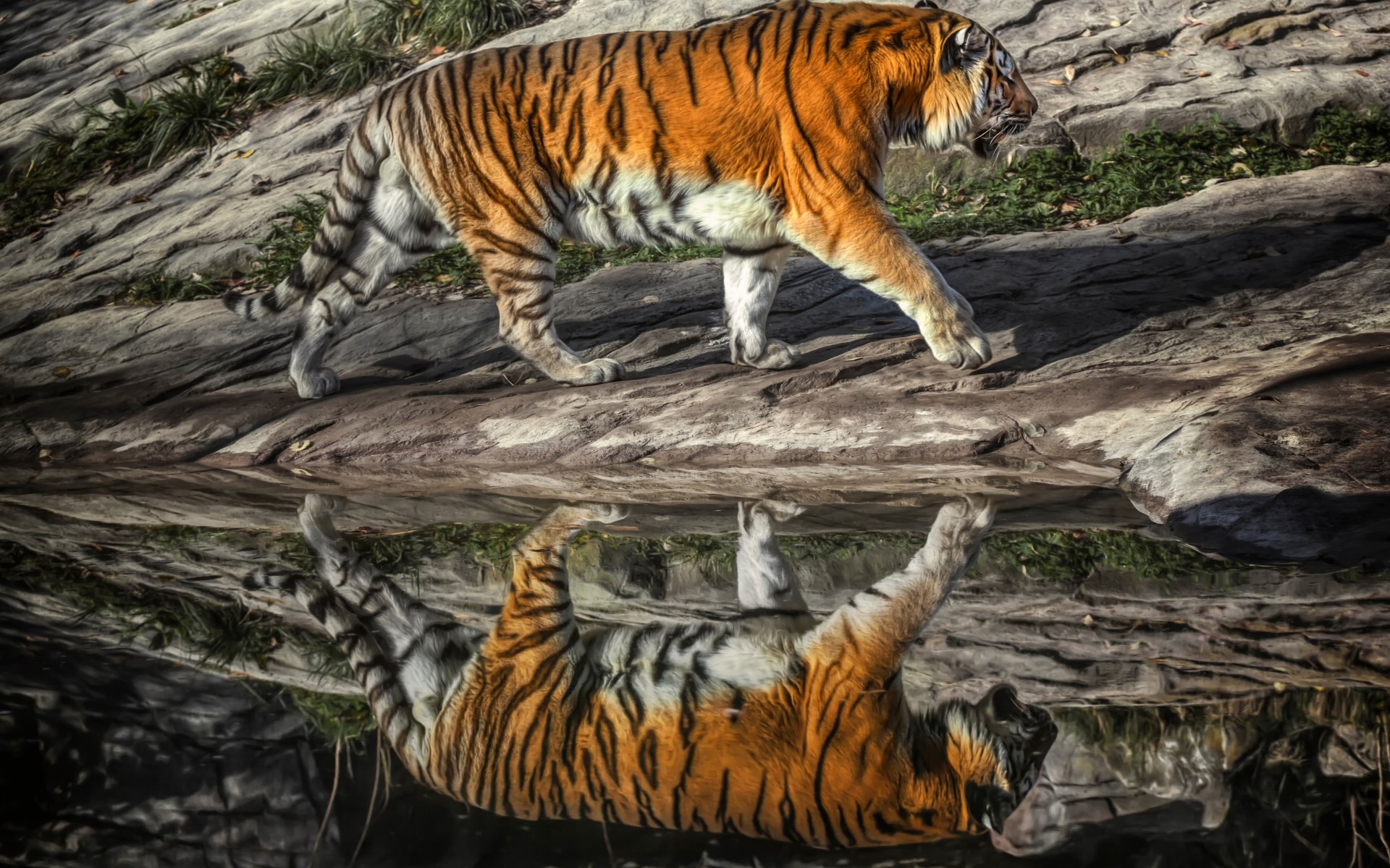 Free download wallpaper Tiger, Animal on your PC desktop