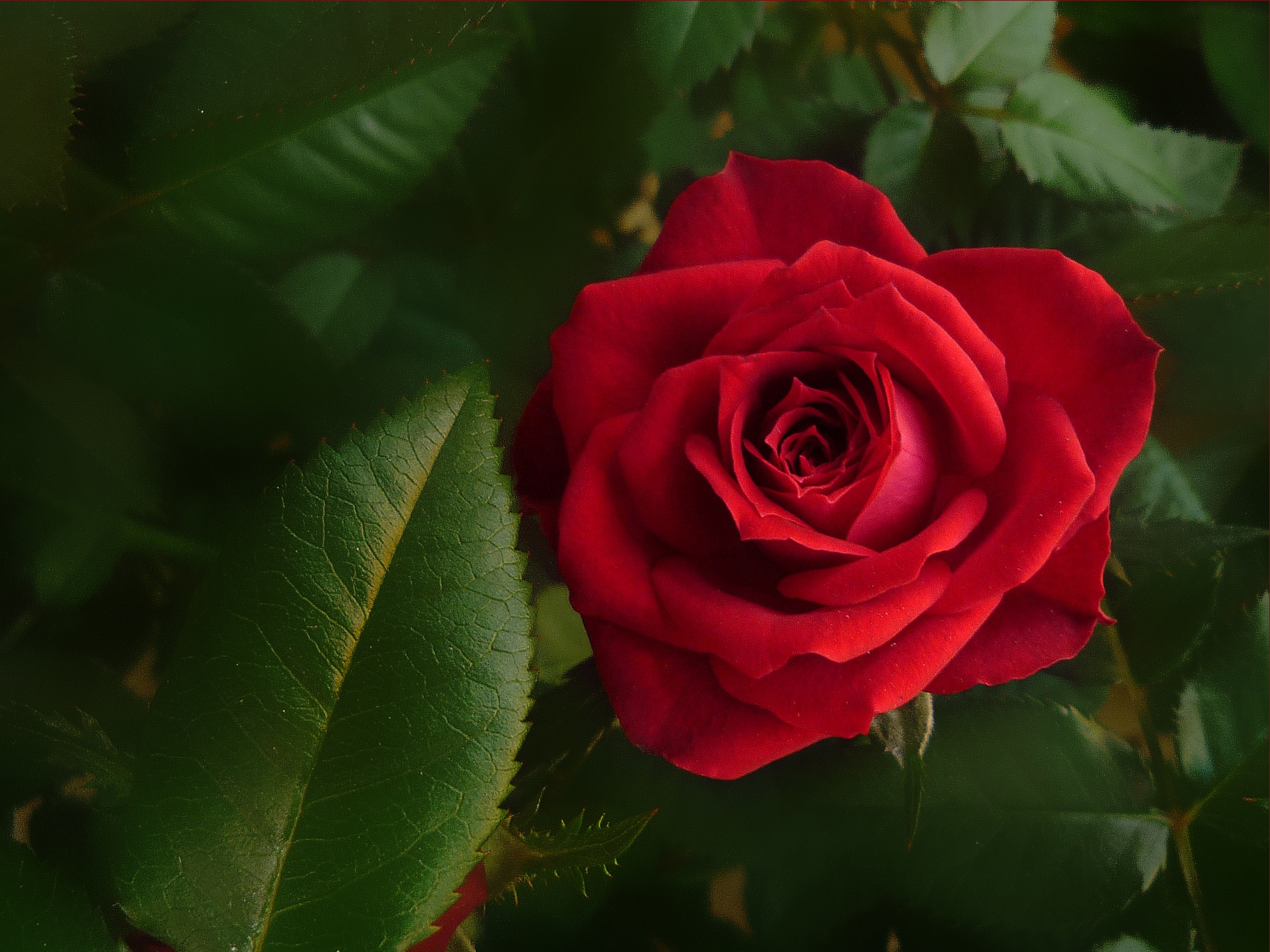 Free download wallpaper Flowers, Flower, Rose, Close Up, Earth, Red Flower on your PC desktop