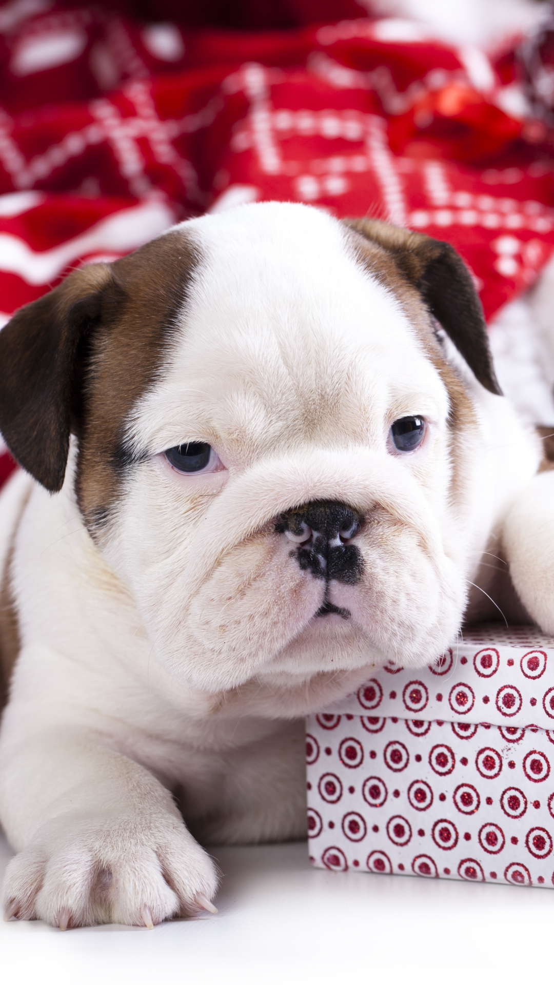 無料モバイル壁紙クリスマス, 犬, 子犬, 贈り物, ホリデーをダウンロードします。