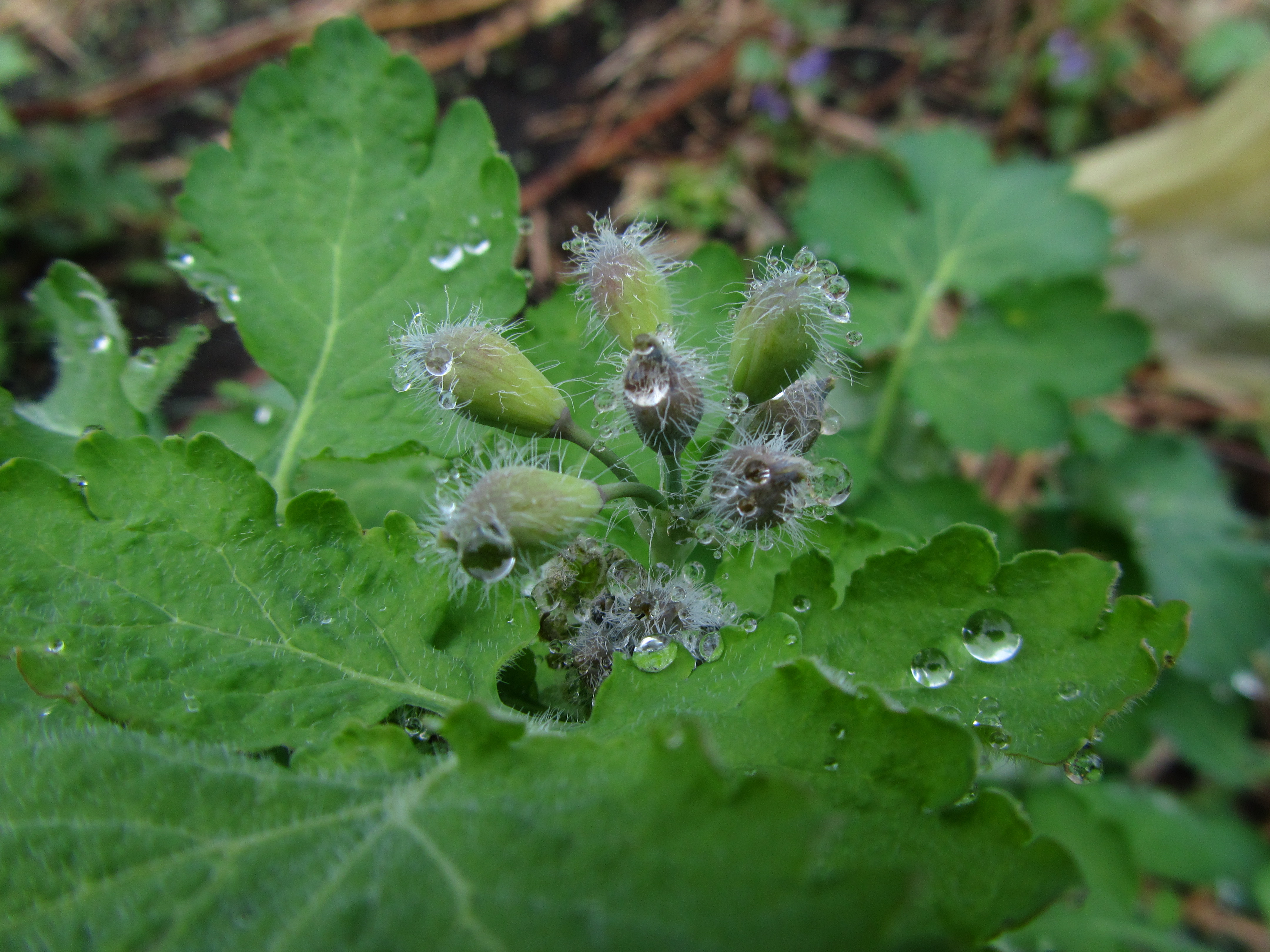 Descarga gratis la imagen Gota De Agua, Tierra/naturaleza en el escritorio de tu PC