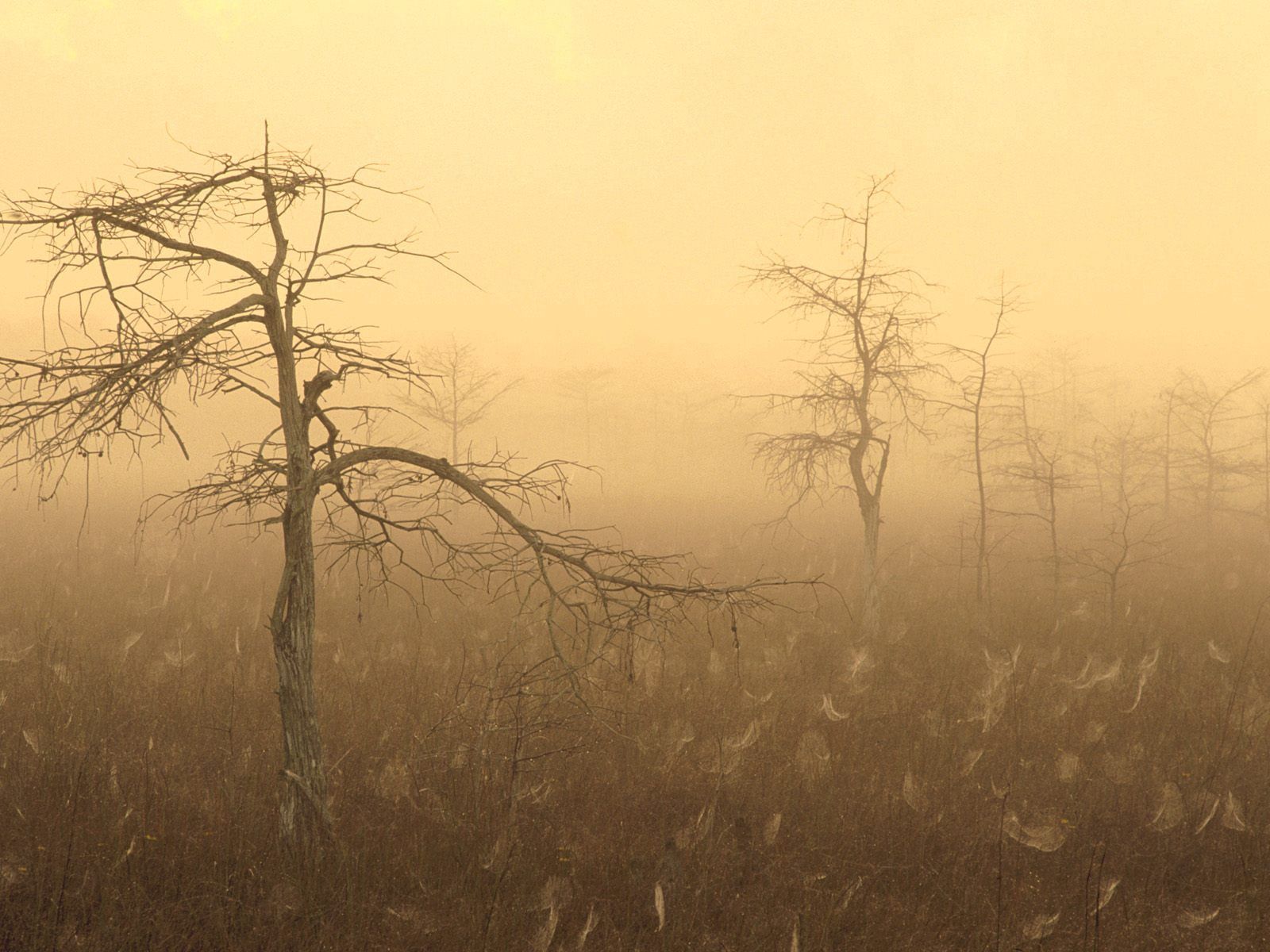 Скачать обои бесплатно Туман, Природа, Деревья картинка на рабочий стол ПК