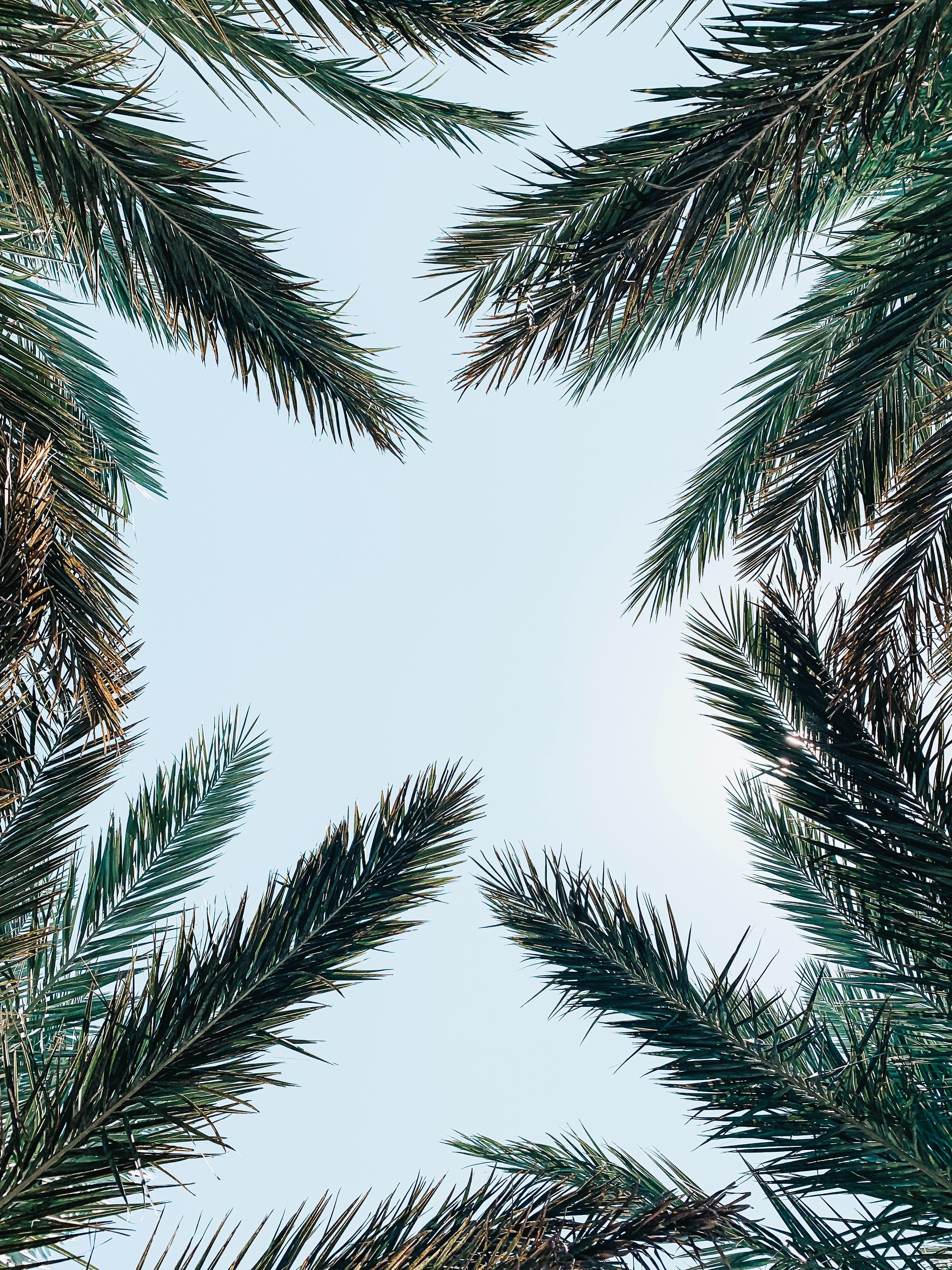 palm, nature, sky, leaves, branches, bottom view images