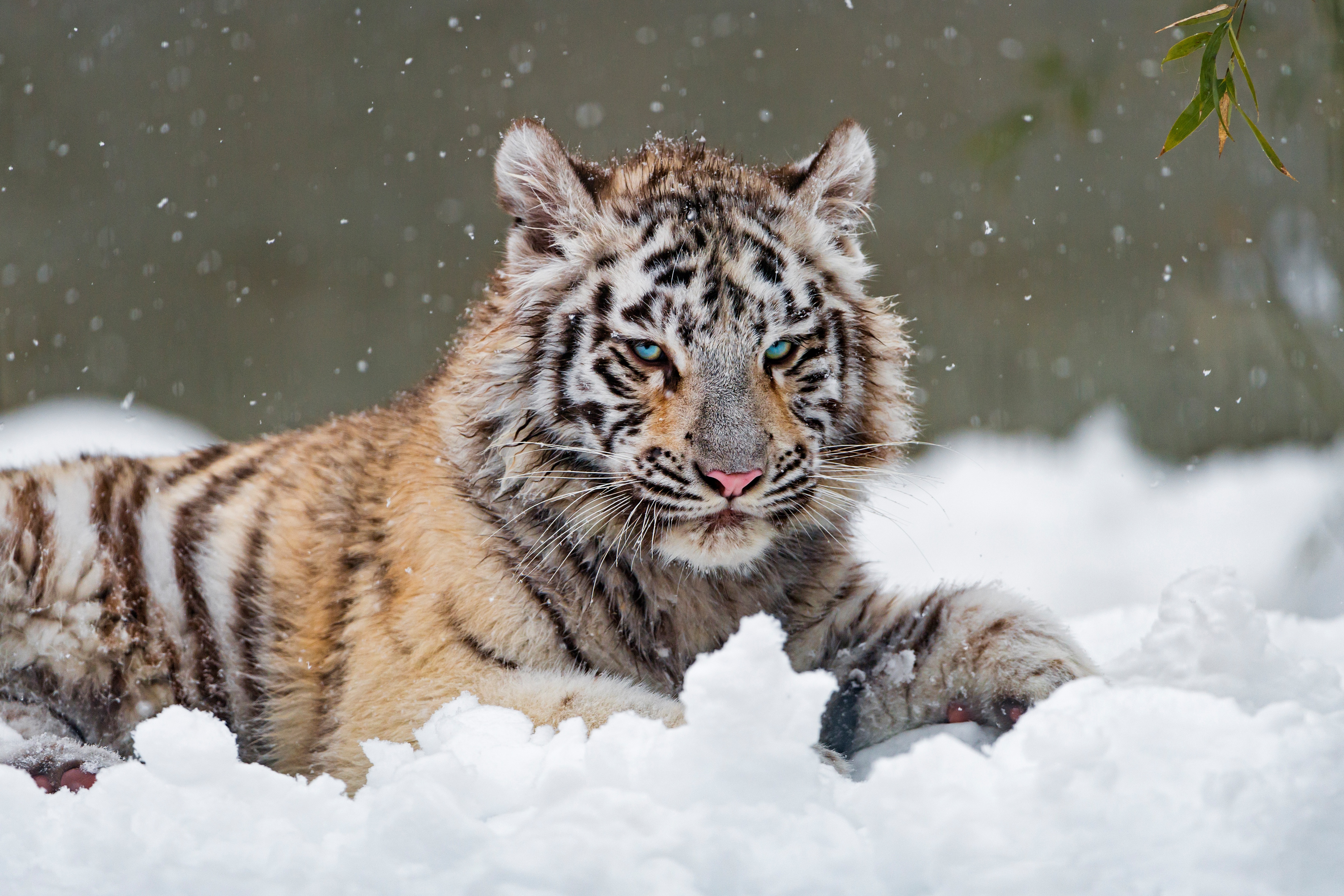 Скачать обои бесплатно Животные, Зима, Снег, Тигр, Белый Тигр, Кошки картинка на рабочий стол ПК
