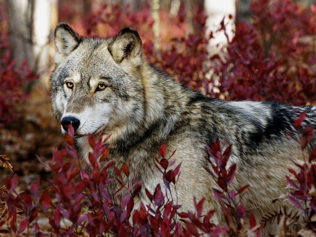 wolfs, animals iphone wallpaper