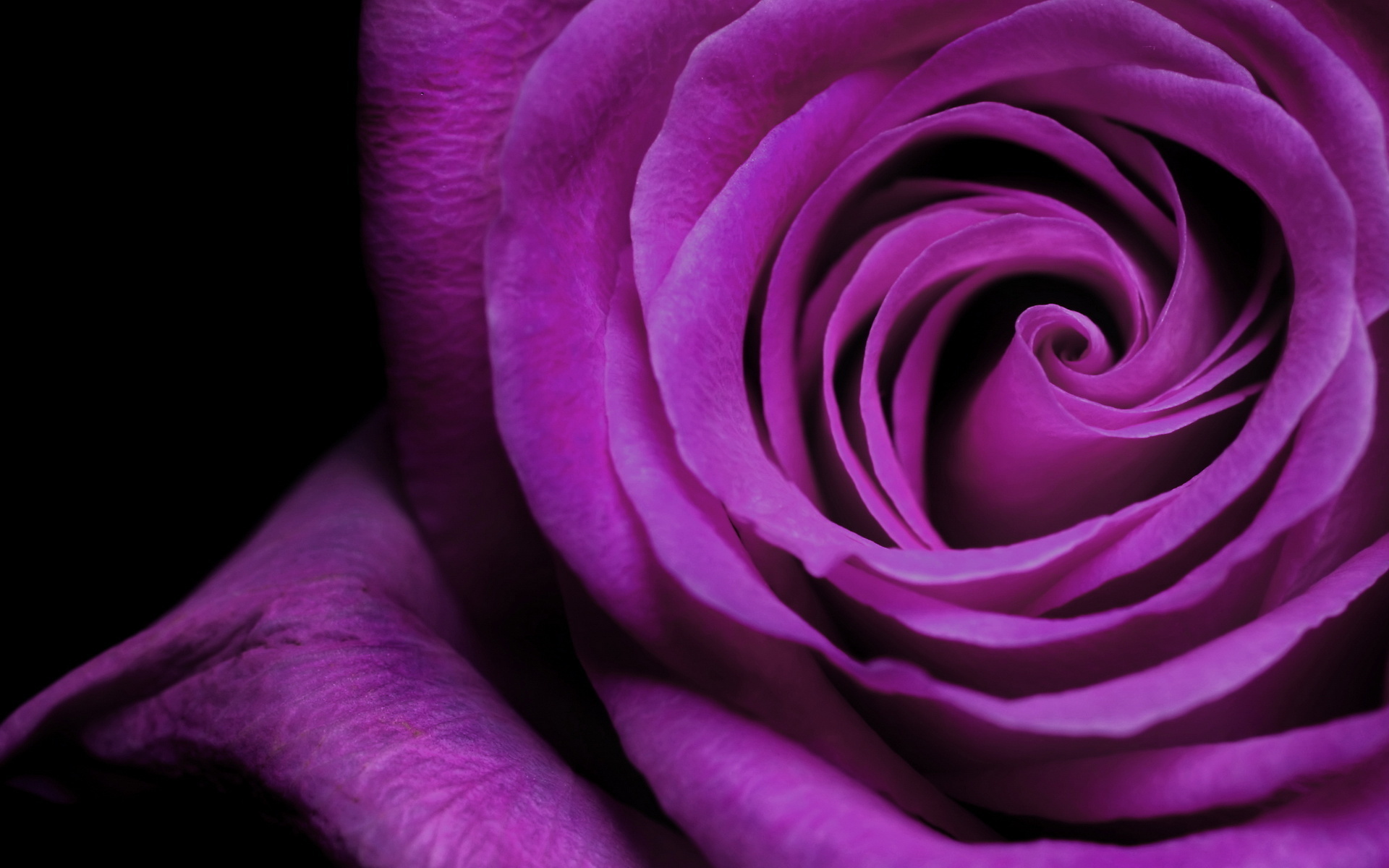 Descarga gratis la imagen Plantas, Flores, Fondo, Roses, Violeta en el escritorio de tu PC