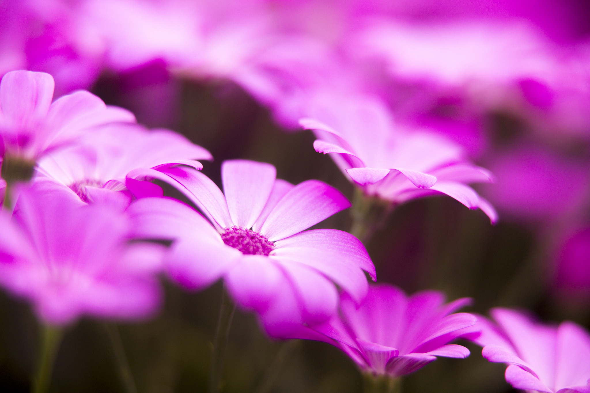 Handy-Wallpaper Natur, Blumen, Blume, Verwischen, Erde/natur, Pinke Blume kostenlos herunterladen.