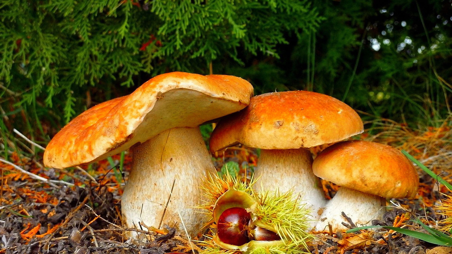Download mobile wallpaper Nature, Forest, Earth, Mushroom for free.