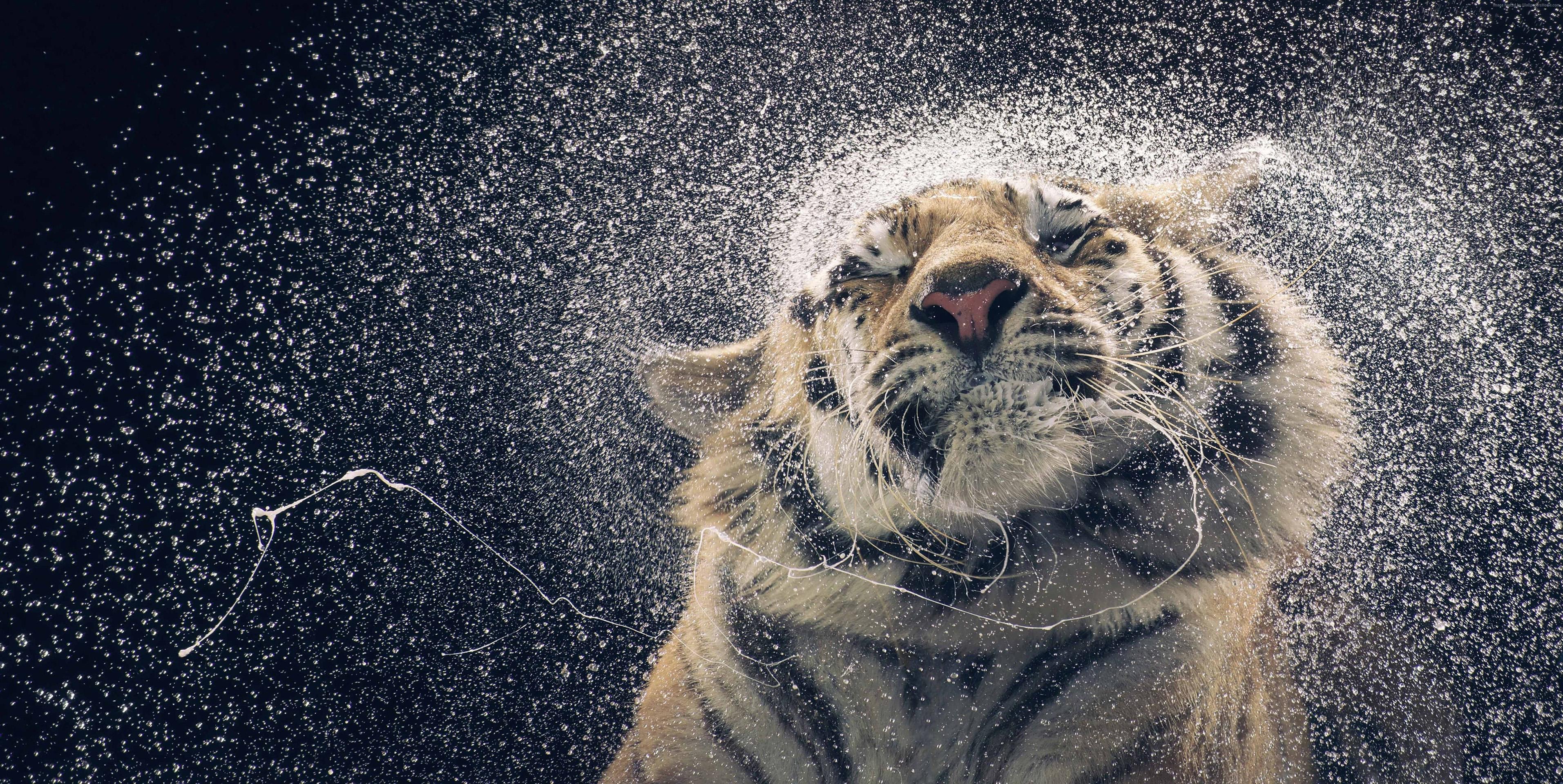 Téléchargez des papiers peints mobile Animaux, Tigre gratuitement.