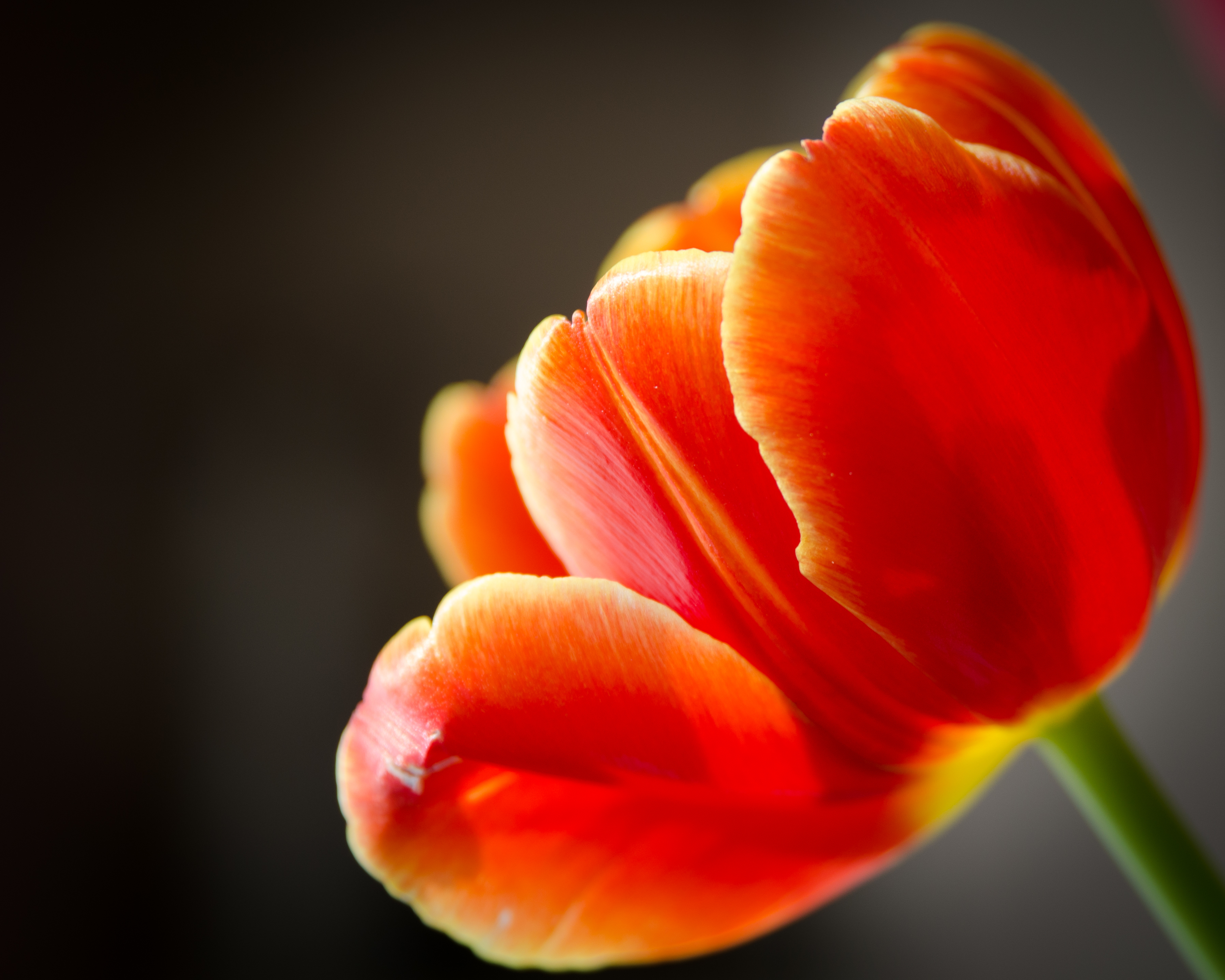Laden Sie das Tulpe, Blumen, Erde/natur-Bild kostenlos auf Ihren PC-Desktop herunter