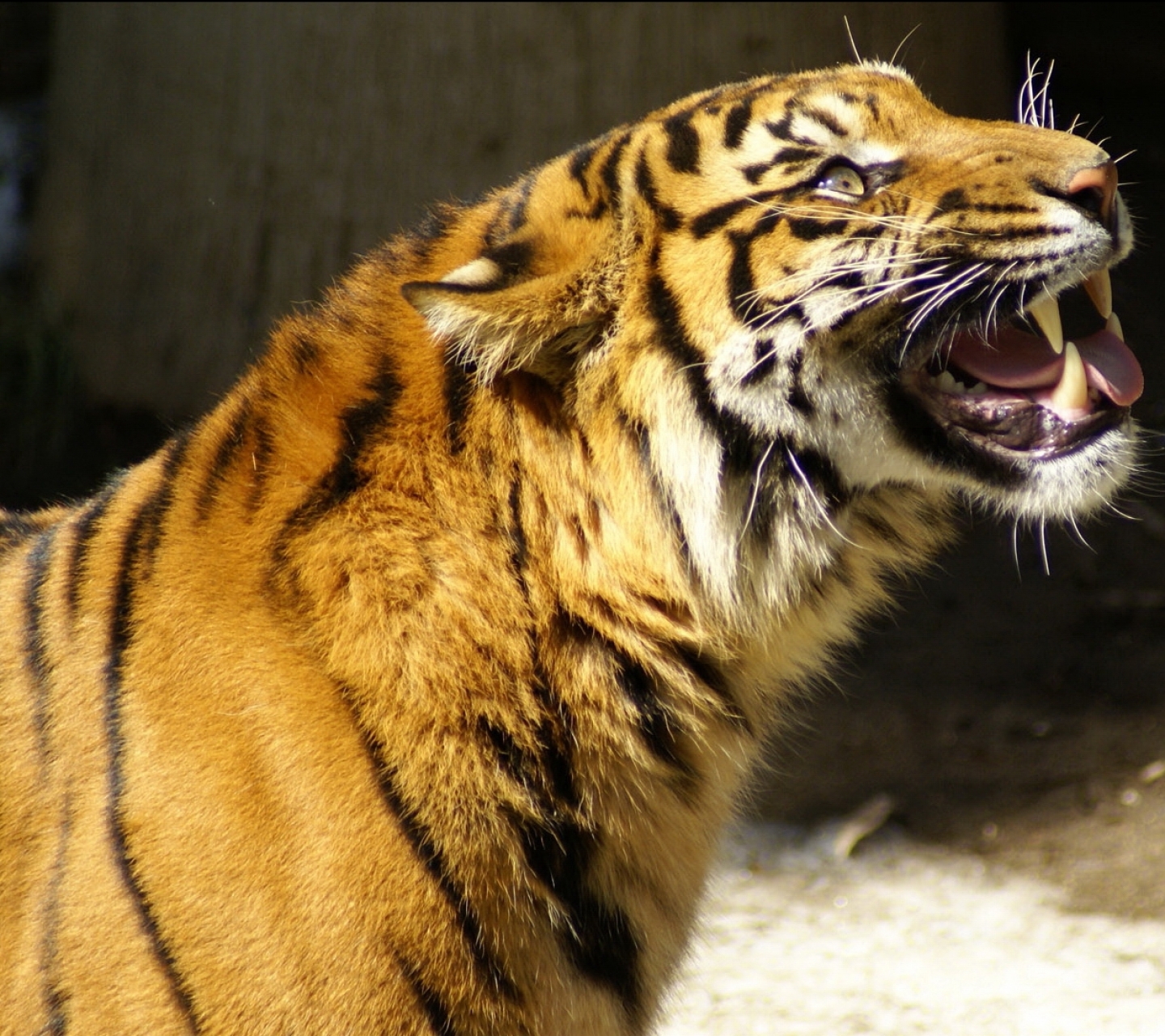 Handy-Wallpaper Tiere, Katzen, Tiger kostenlos herunterladen.