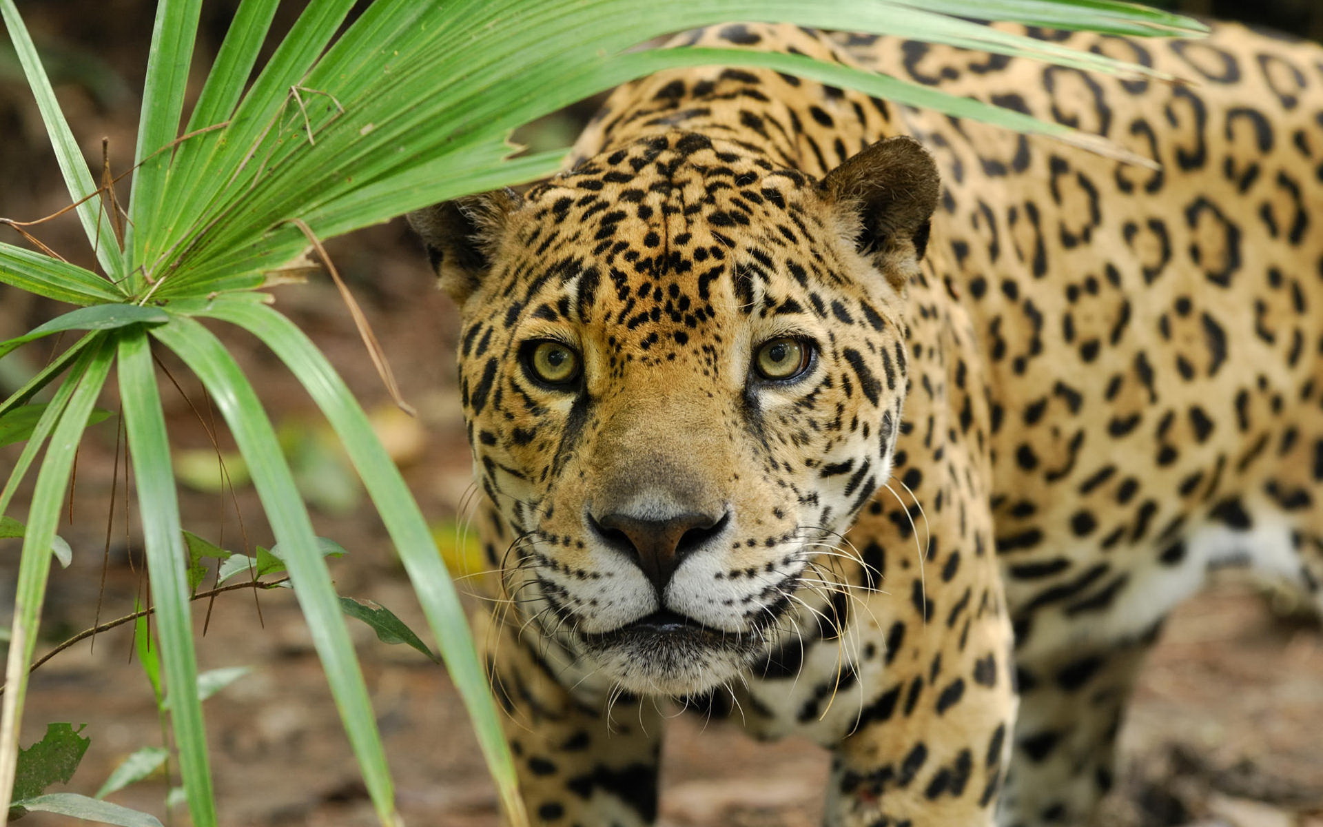 Download mobile wallpaper Cats, Leopard, Animal for free.