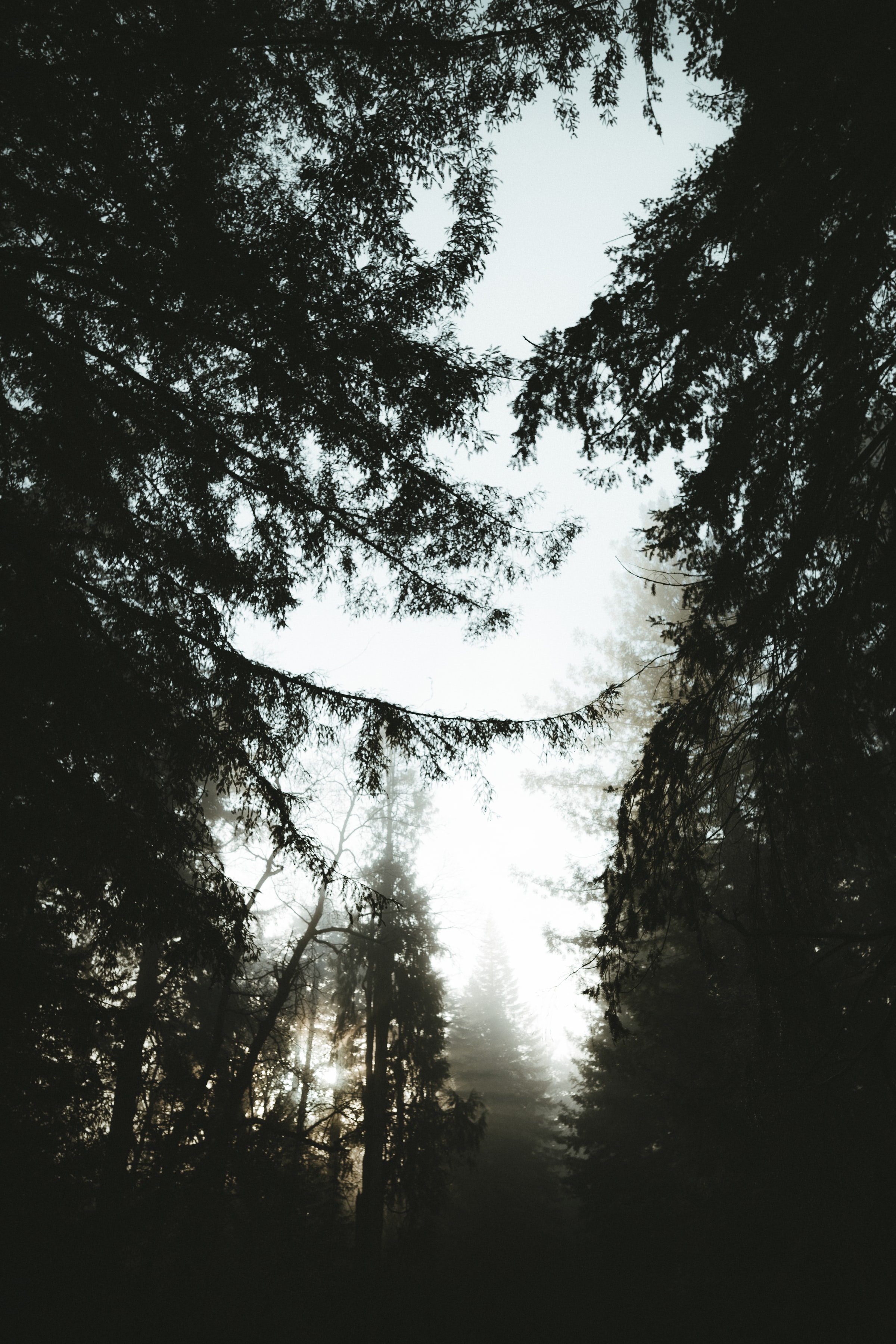 Free download wallpaper Nature, Trees, Pine, Dusk, Fog on your PC desktop