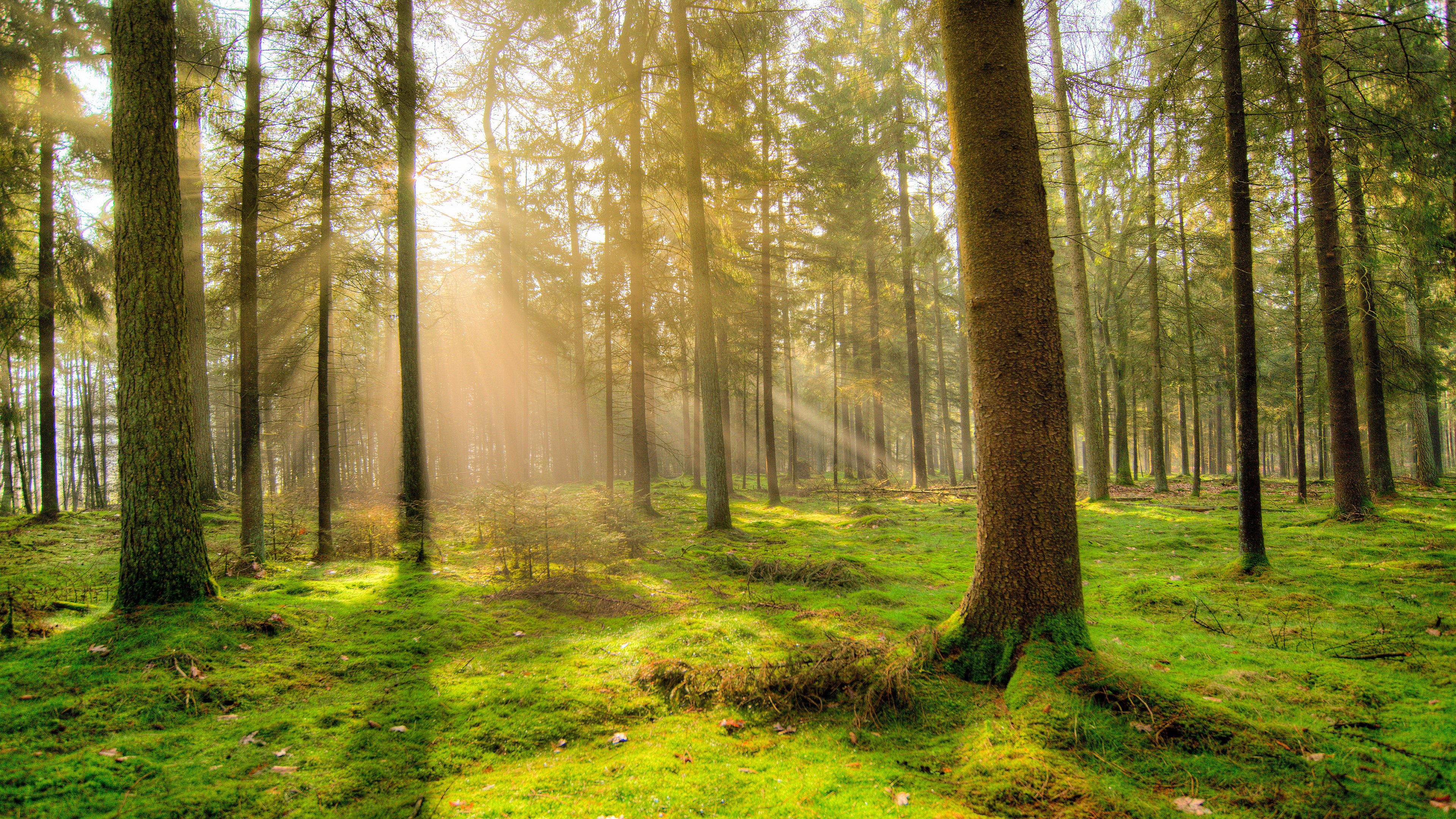 Download mobile wallpaper Pine, Forest, Tree, Earth, Moss, Sunbeam for free.
