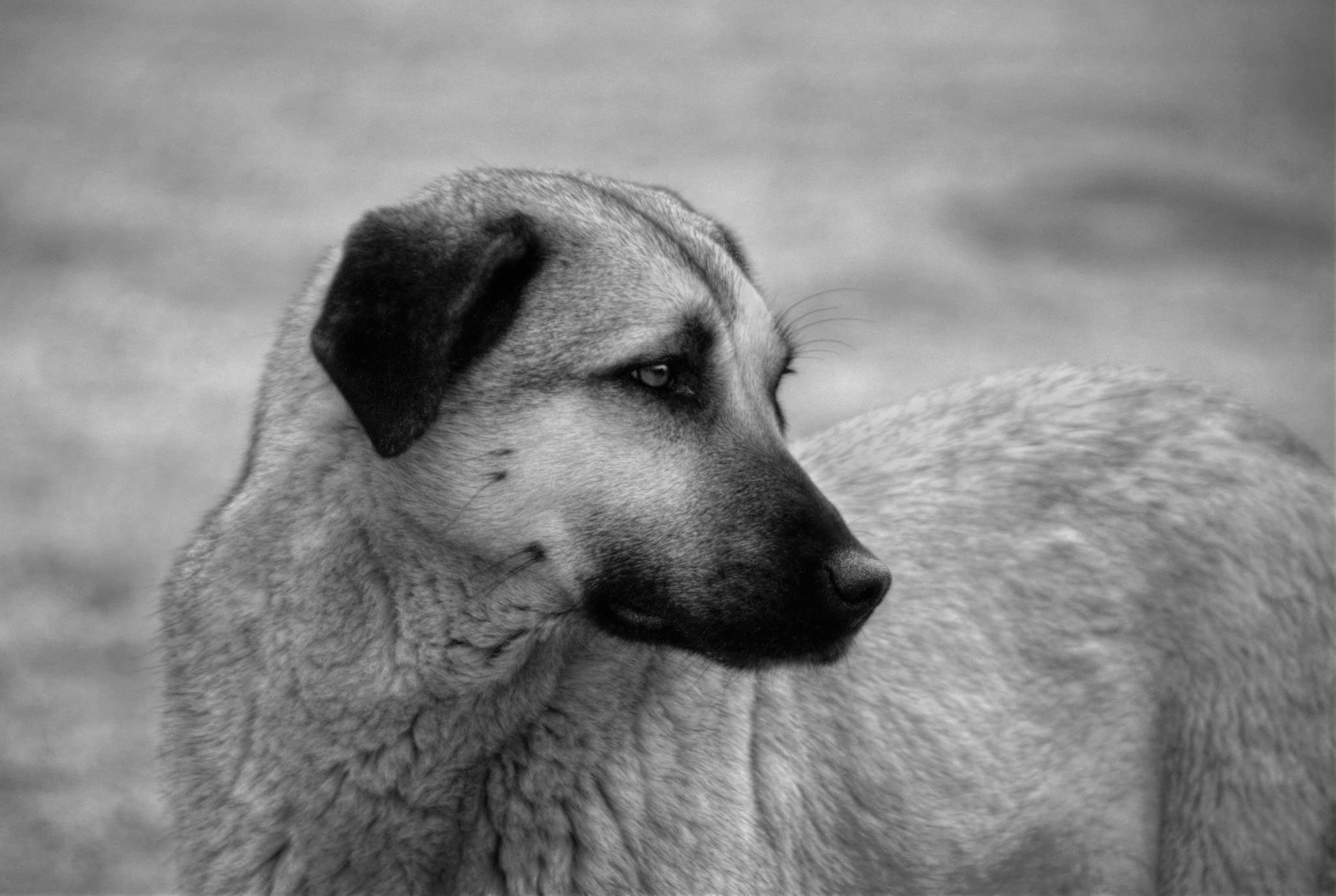 PCデスクトップに動物, 犬, カンガル シェパード ドッグ画像を無料でダウンロード