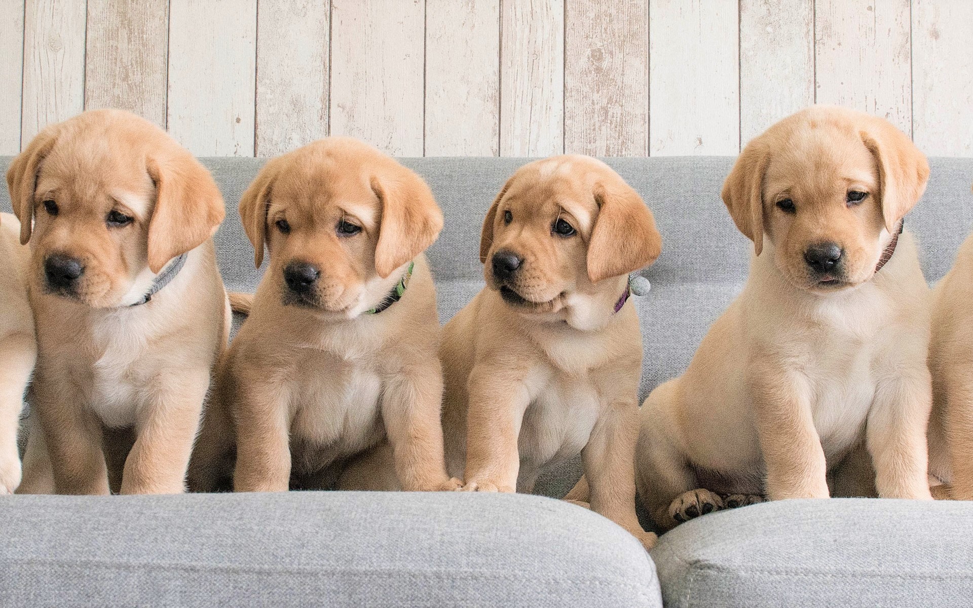 Free download wallpaper Dogs, Animal, Puppy, Cute, Labrador Retriever, Baby Animal on your PC desktop