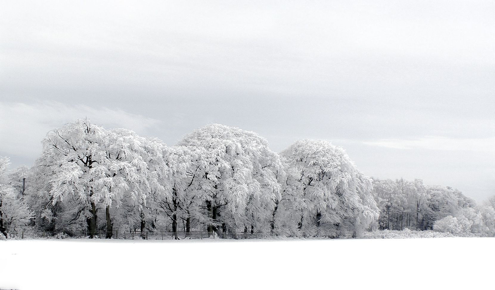 PCデスクトップに冬, 木, 雪, 地球画像を無料でダウンロード