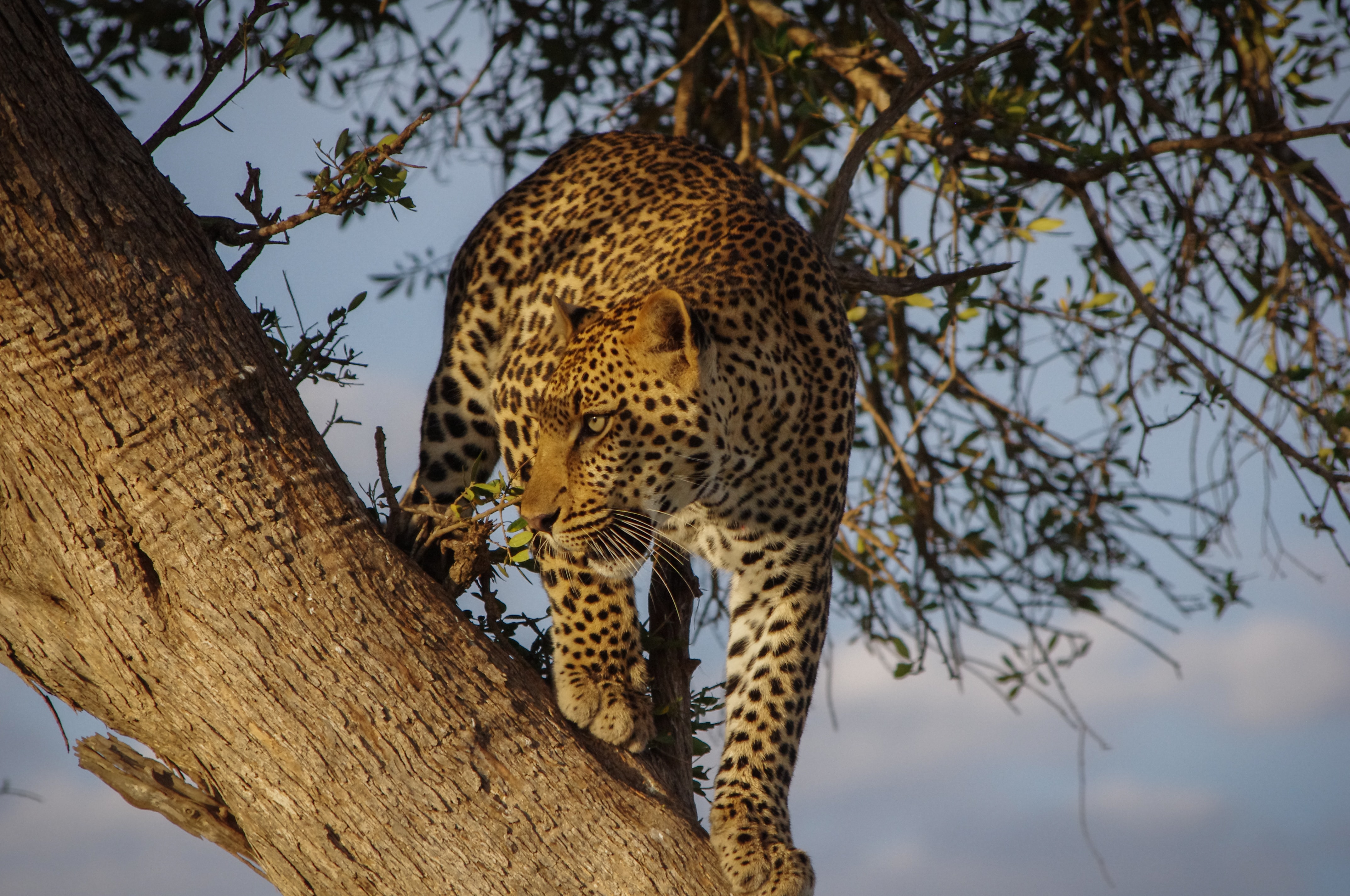leopard, wood, big cat, animals, tree, predator, sight, opinion phone wallpaper