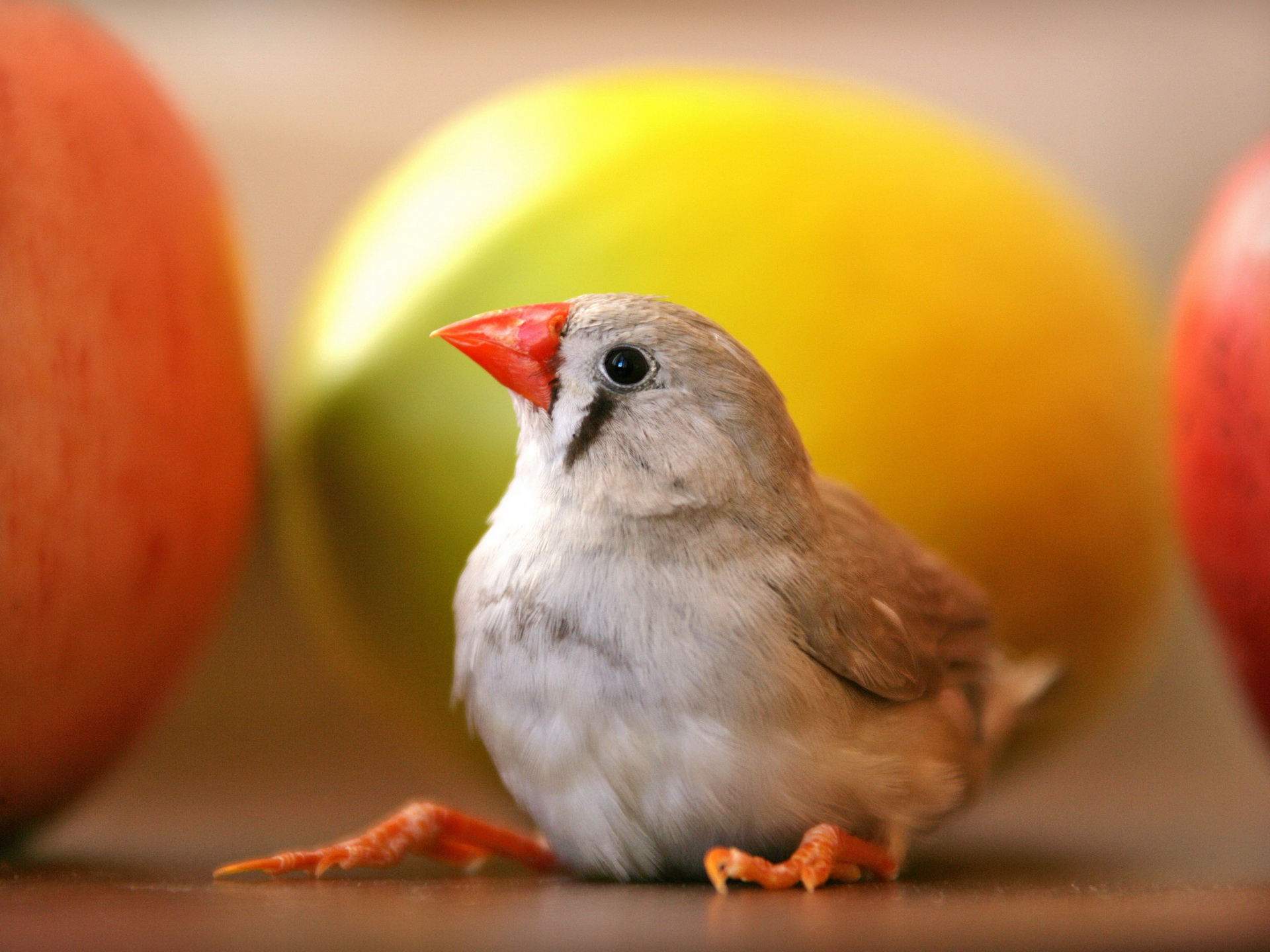 無料モバイル壁紙鳥, 動物をダウンロードします。