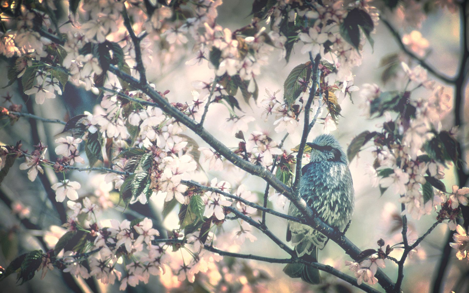 Free download wallpaper Branch, Tree, Wood, Bird, Flowering, Spring, Animals, Bloom, Flowers on your PC desktop