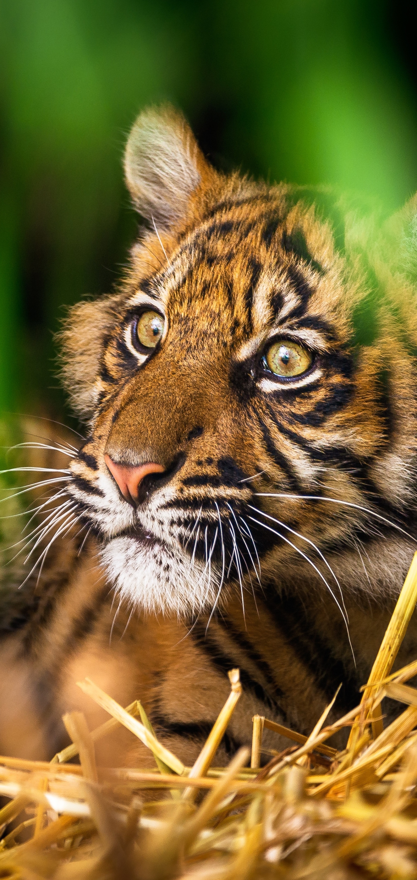 PCデスクトップに動物, 猫, 虎, 赤ちゃん動物, カブ画像を無料でダウンロード