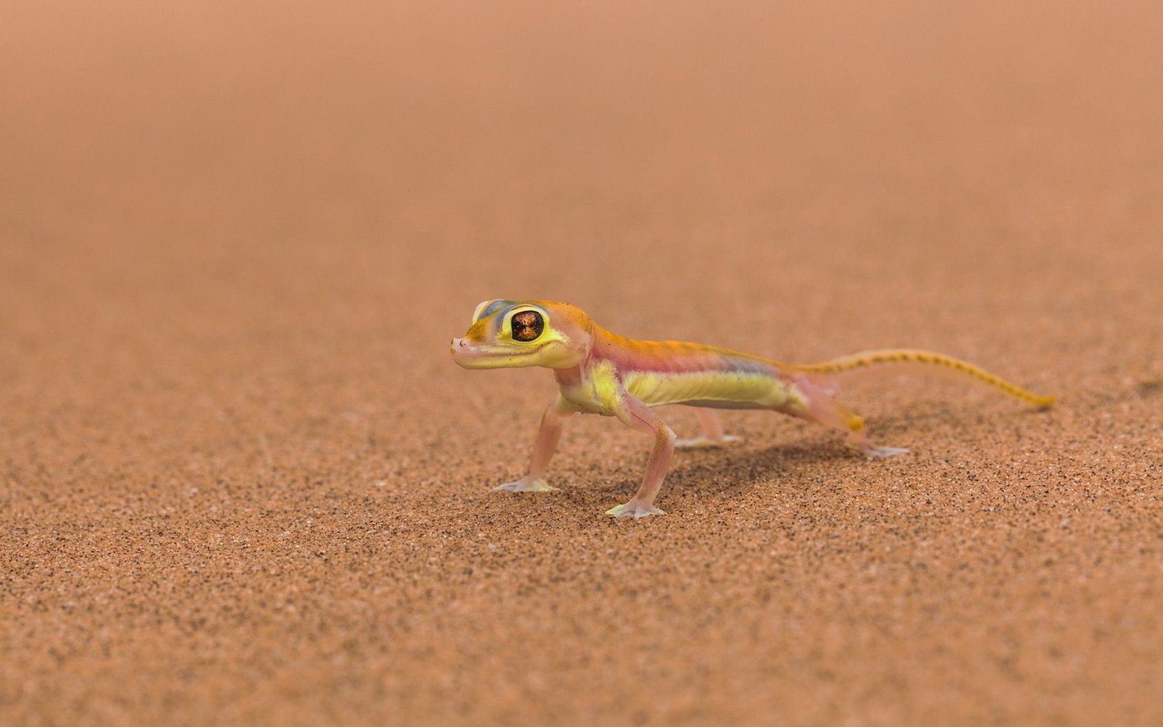 Free download wallpaper Lizard, Animals, Mars, Background on your PC desktop