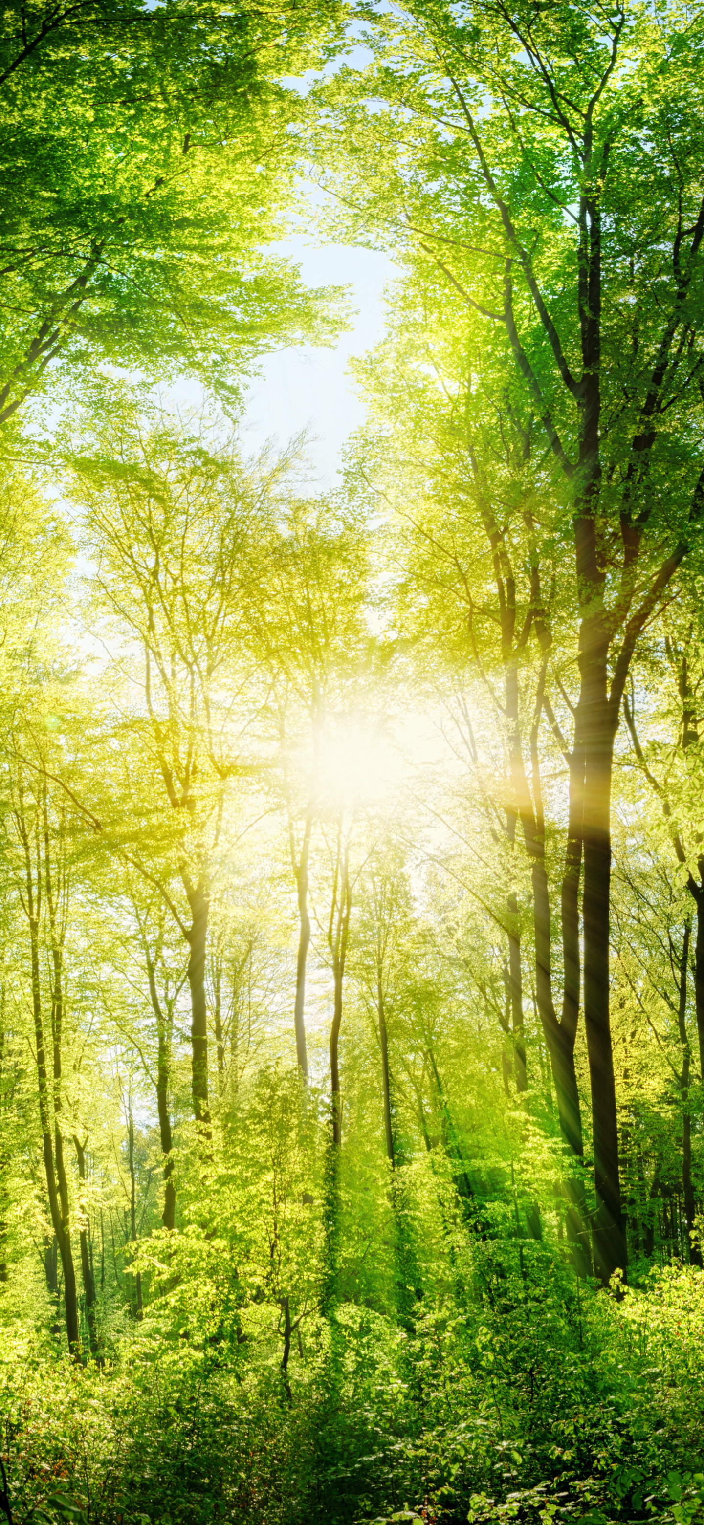 Download mobile wallpaper Nature, Forest, Earth, Sunbeam, Greenery for free.