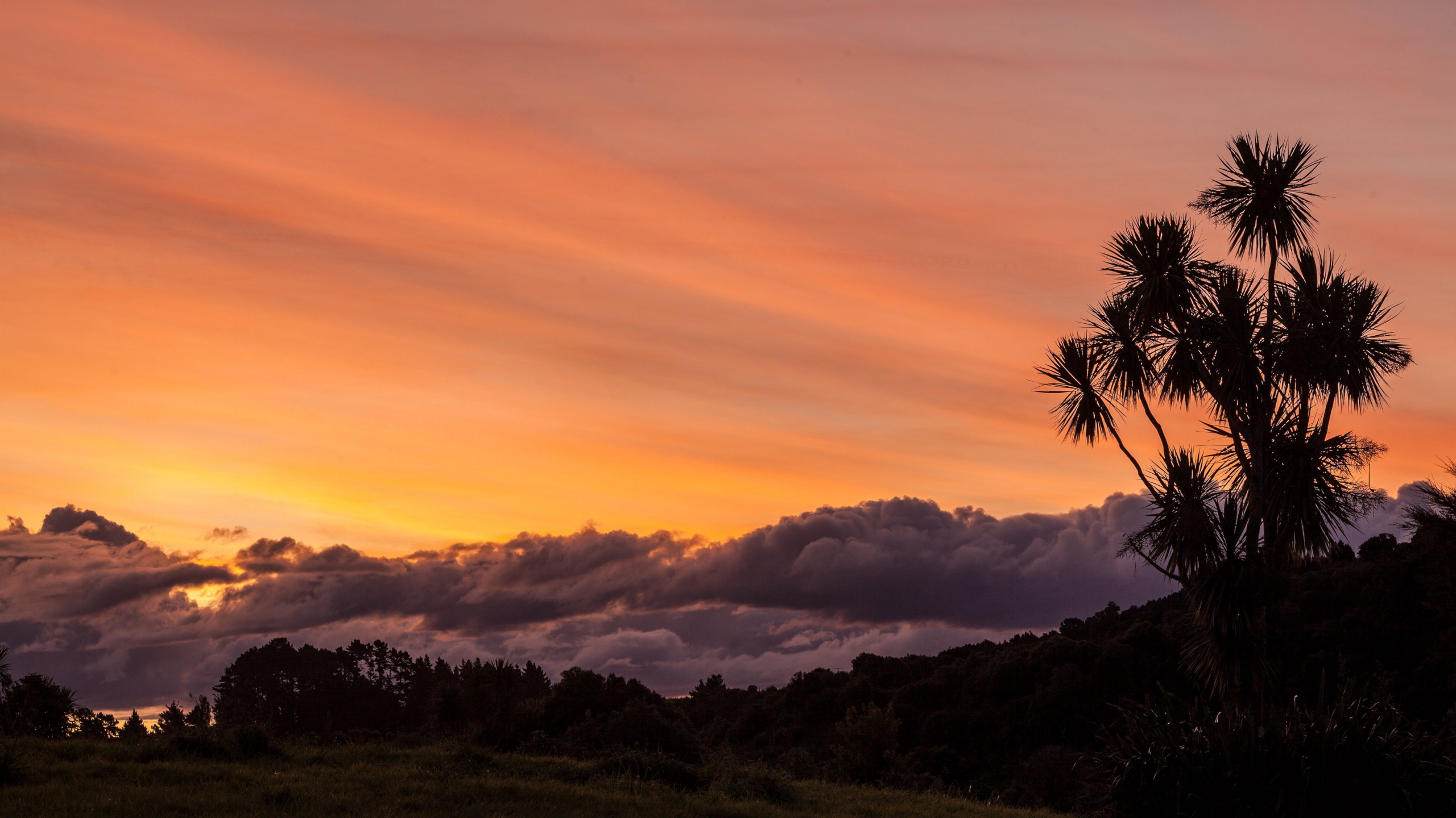 Download mobile wallpaper Sunset, Twilight, Earth, Cloud, Palm Tree for free.